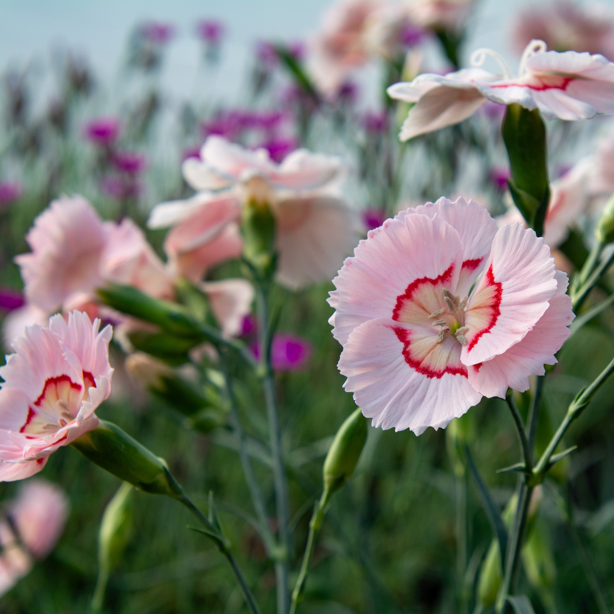 Dianthus, American Pie™ Georgia Peach Pie