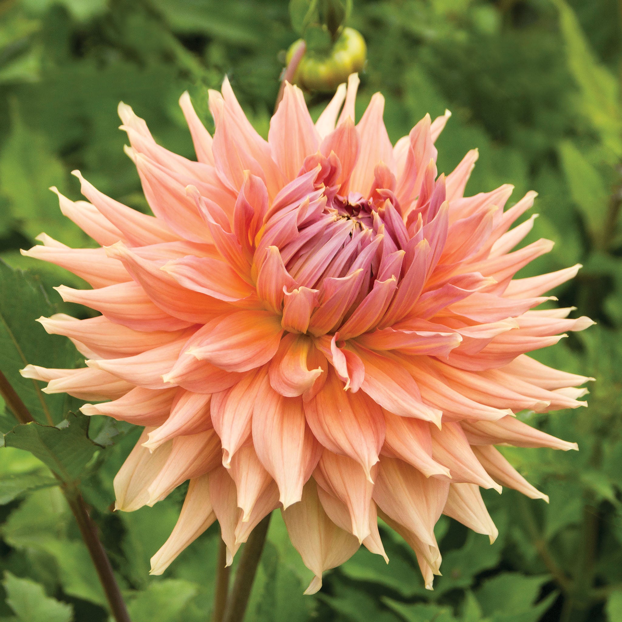 Dahlia, Fairway Spur