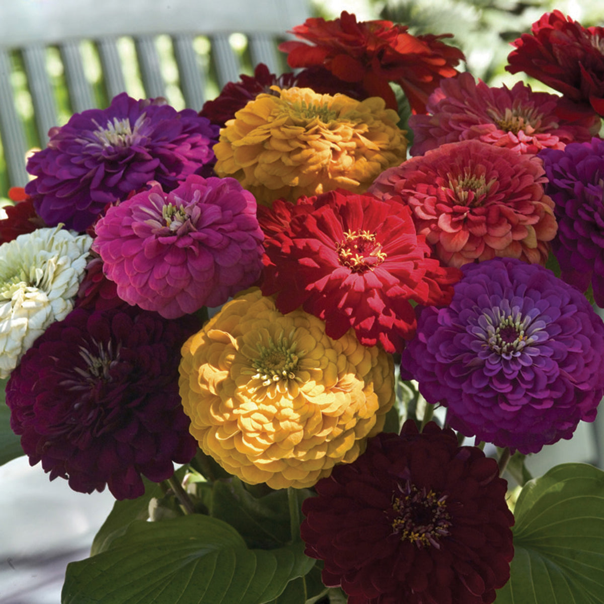 Zinnia, Benary's Giant Mix