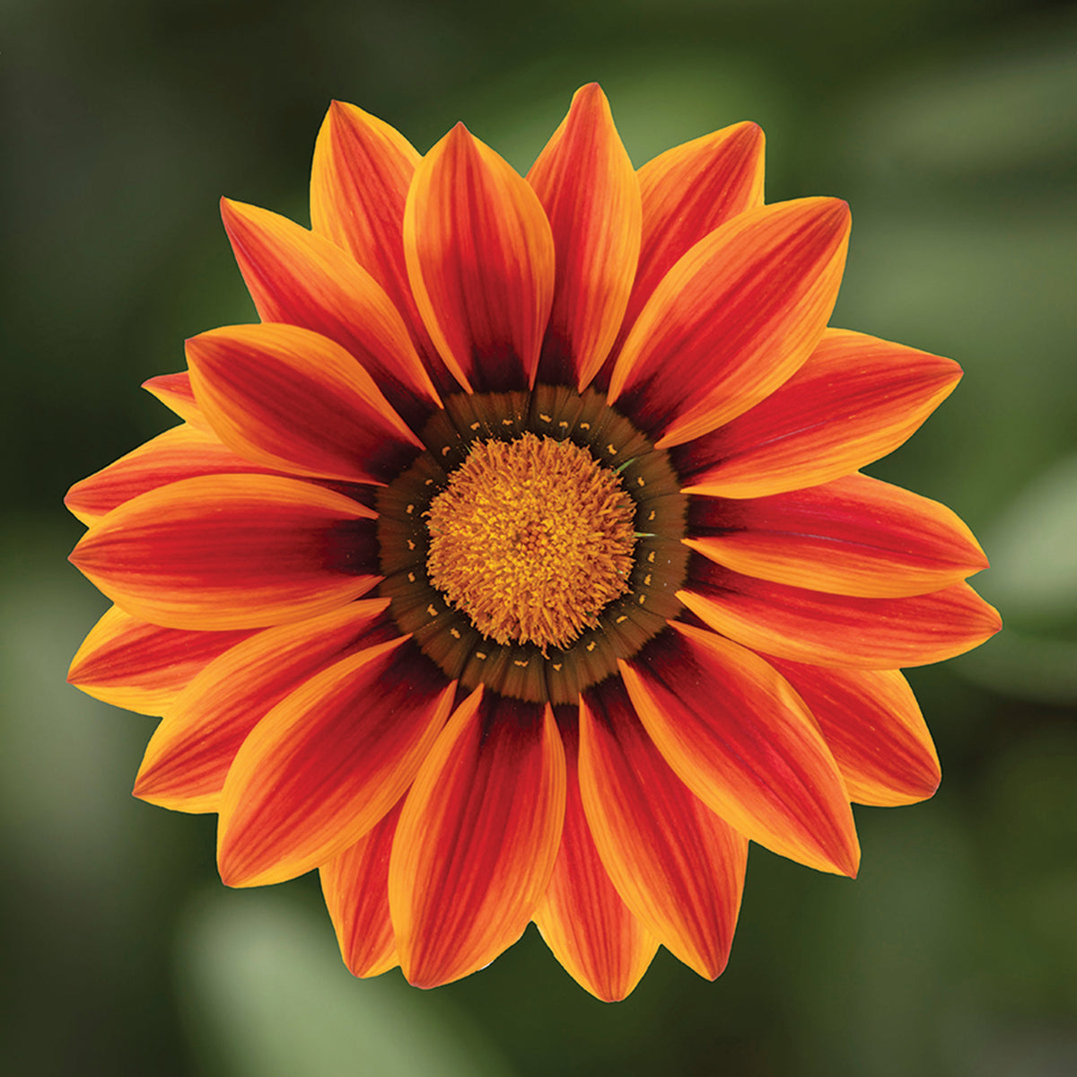 Gazania, Big Kiss™ Orange Flame Hybrid