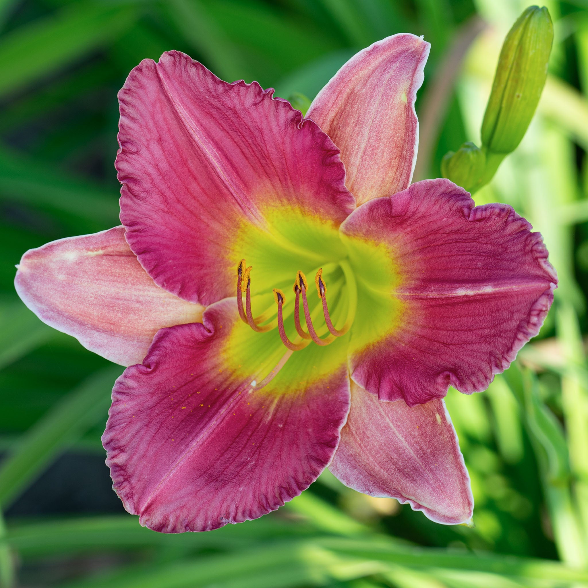Daylily, Final Touch