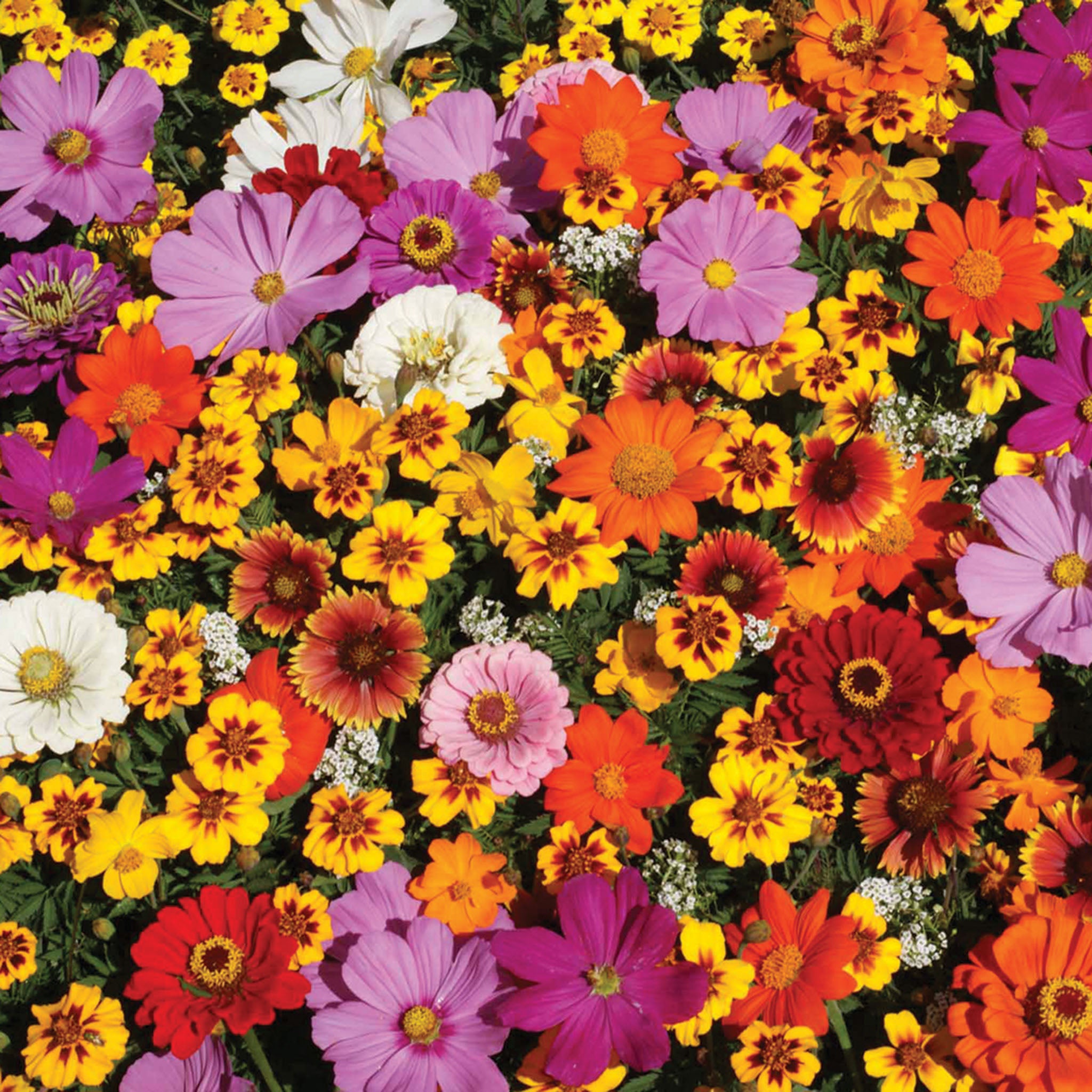Wildflower, Monarch Butterfly Mix