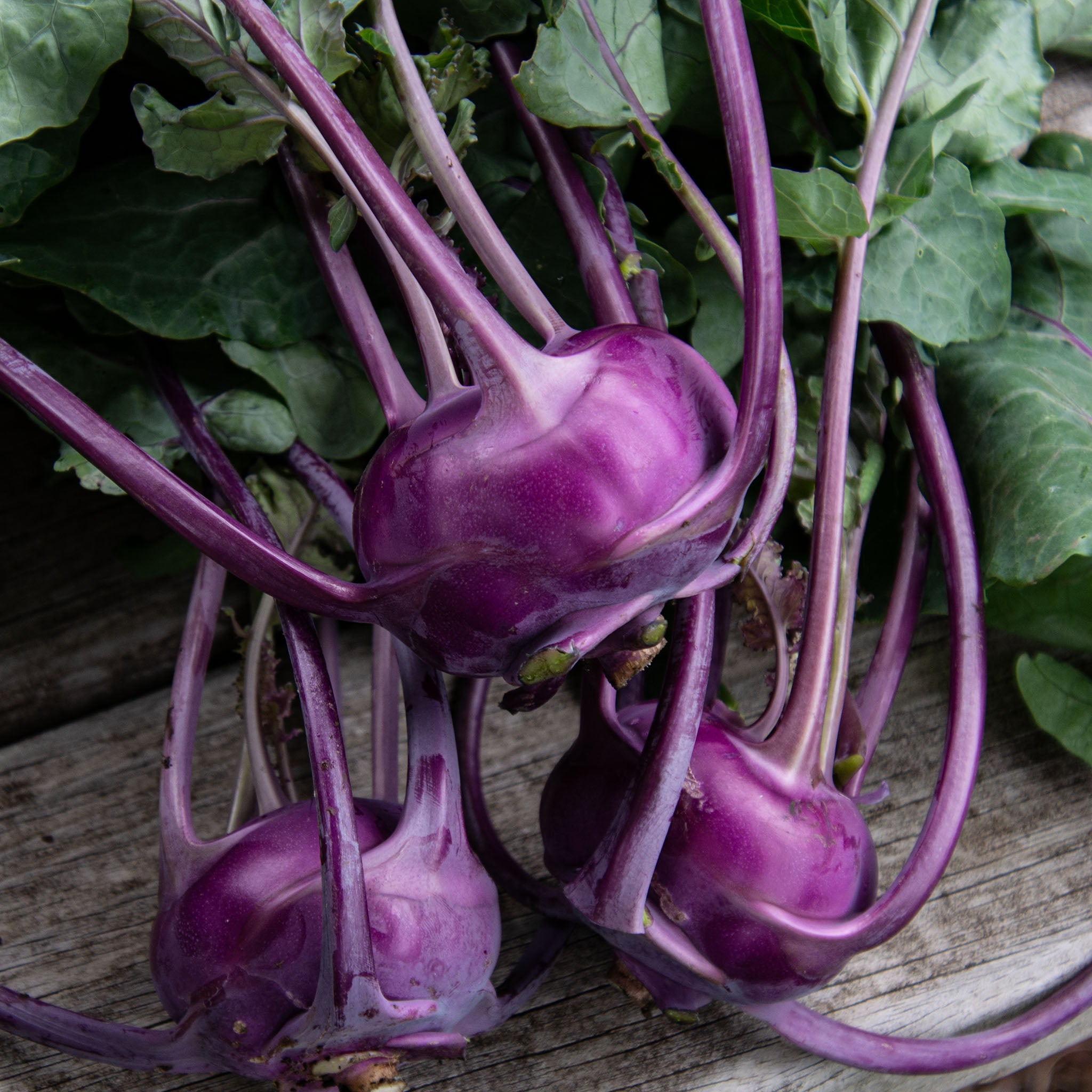 Kohlrabi, Kolibri Hybrid