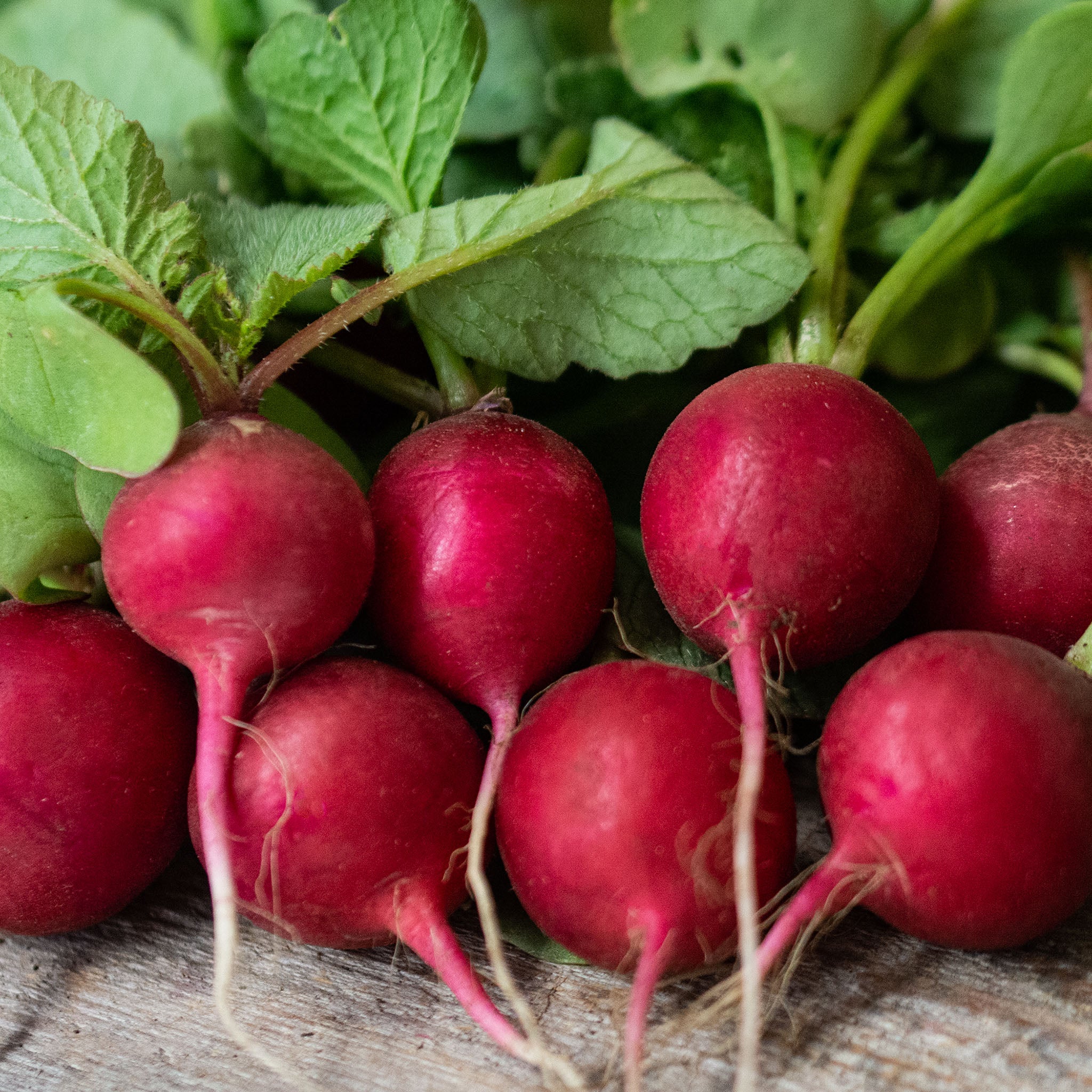 Radish, Cherry Belle Organic