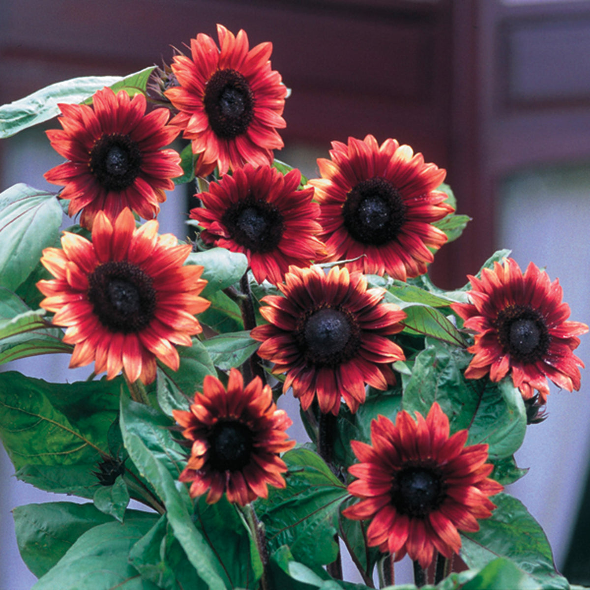 Sunflower, Cherry Rose Hybrid