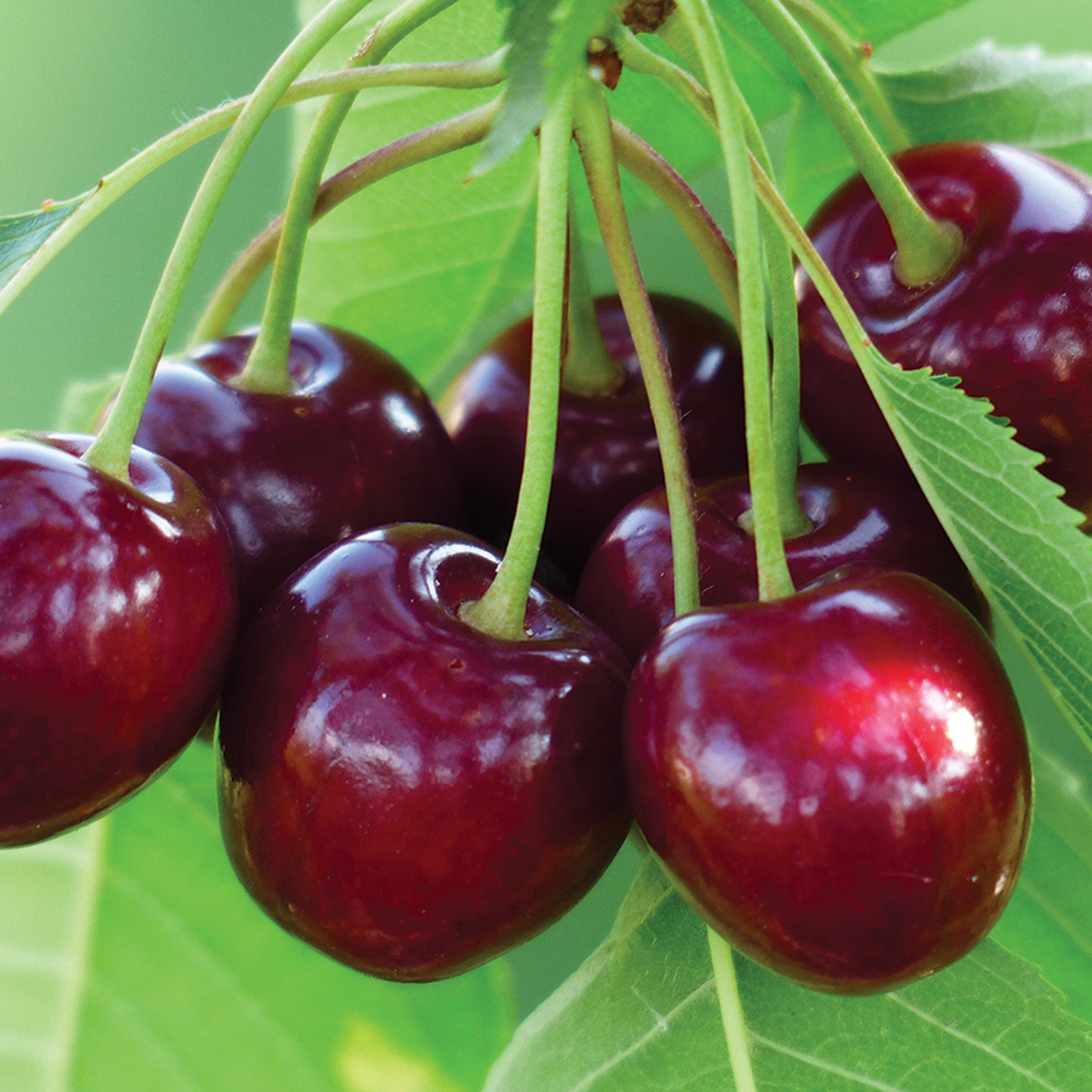 Cherry, Dwarf, Benton