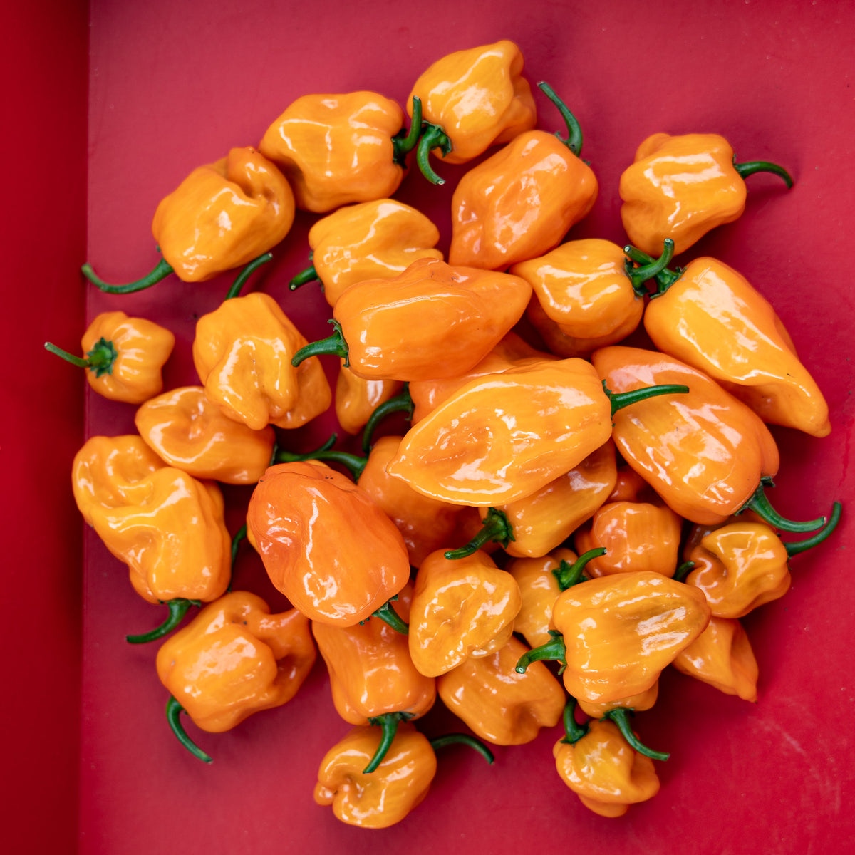 Pepper, Hot, Habanero Orange