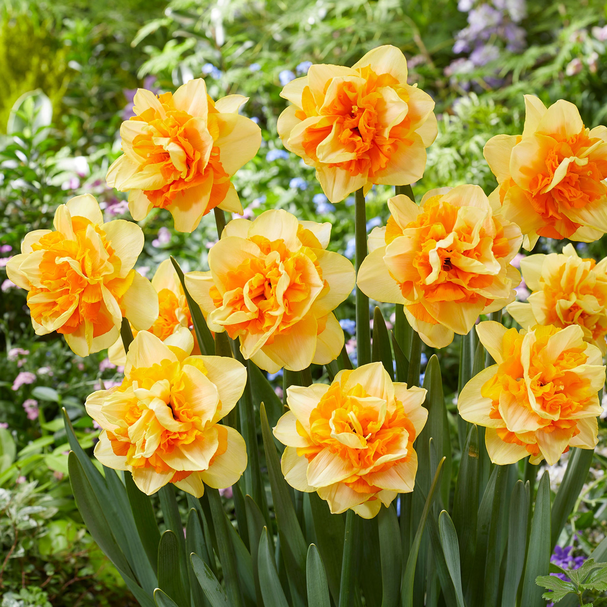 Daffodil Sun Catchers, 10 Pack