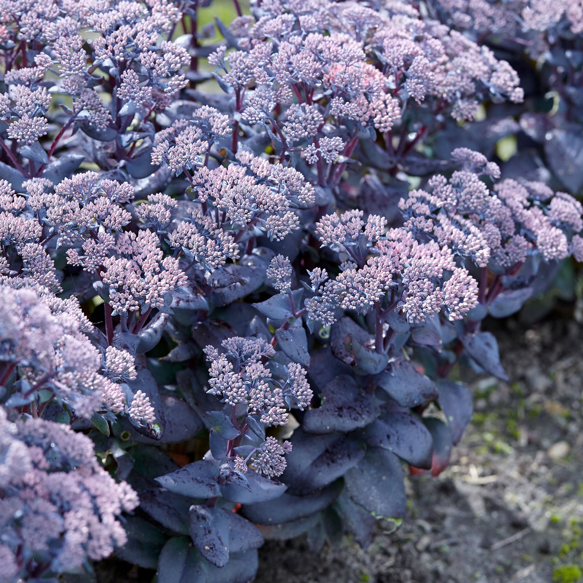 Sedum, Mojave Jewels™ Sapphire