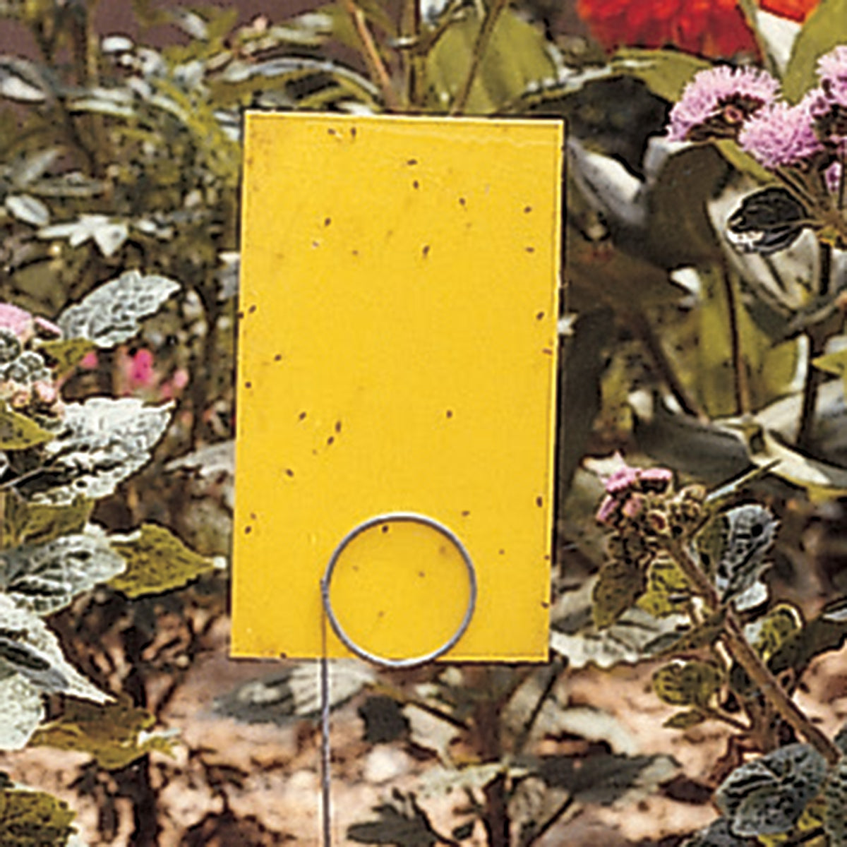 Olson Stiky™ Strip Insect Traps, 25 Pack