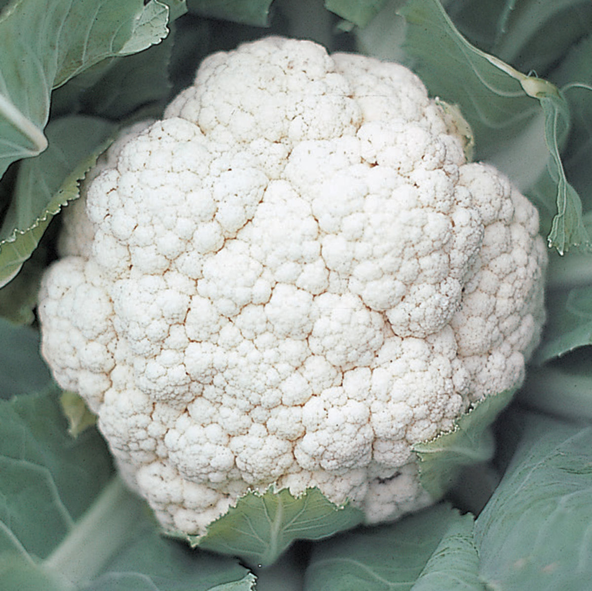 Cauliflower, Snow Crown Hybrid