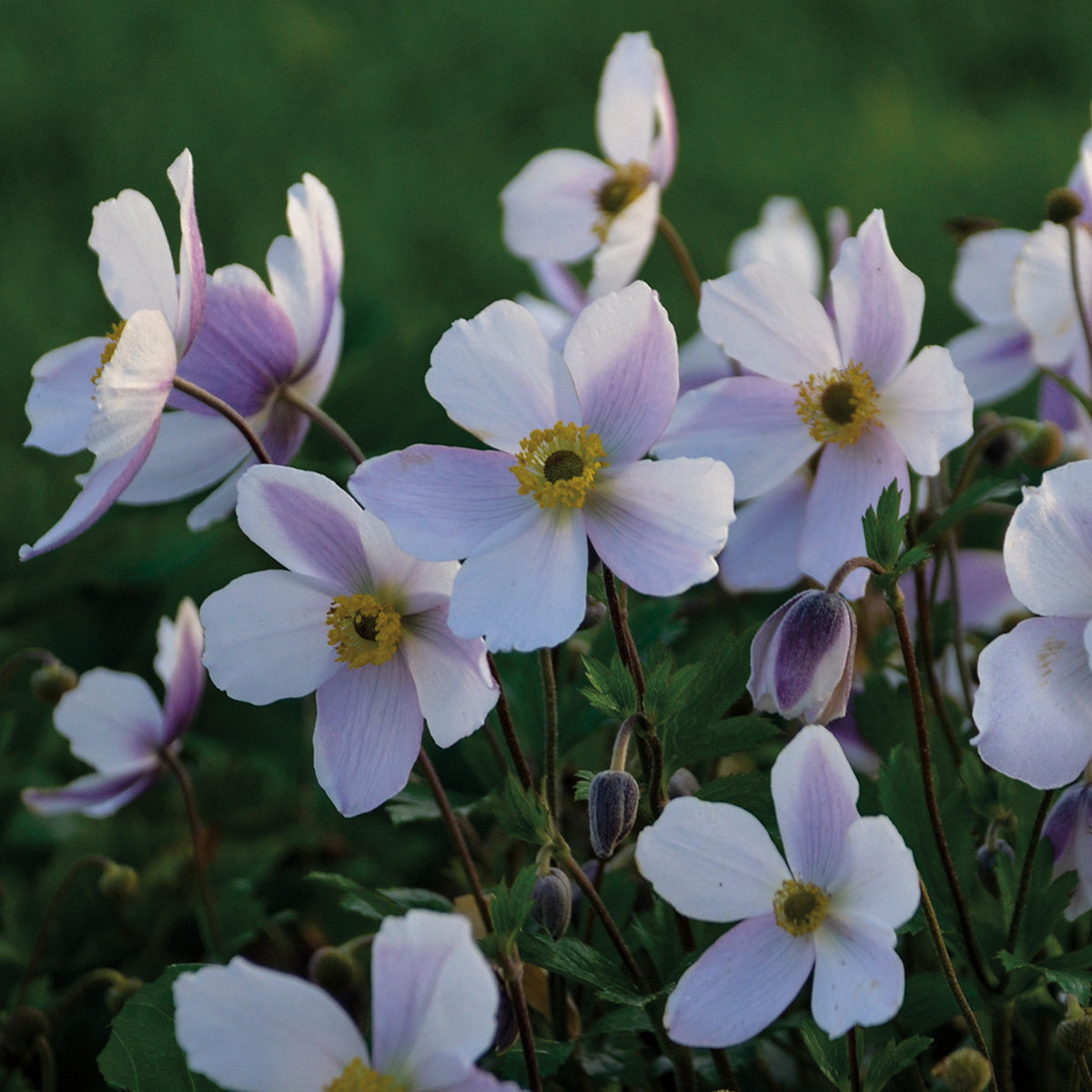 Anemone, Wild Swan™