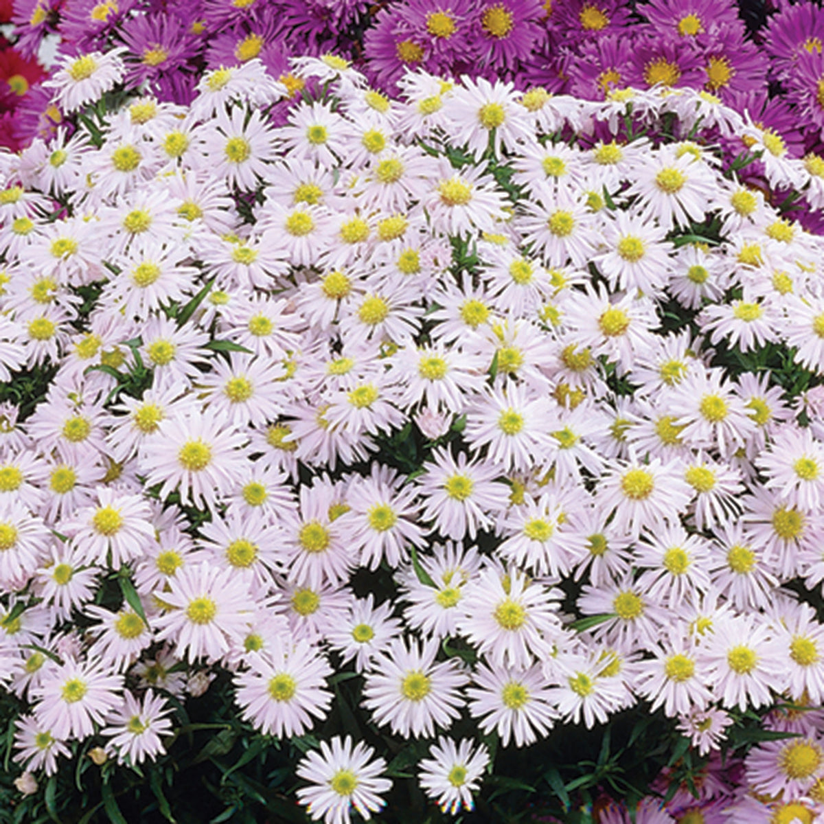 Aster, Snow Cushion