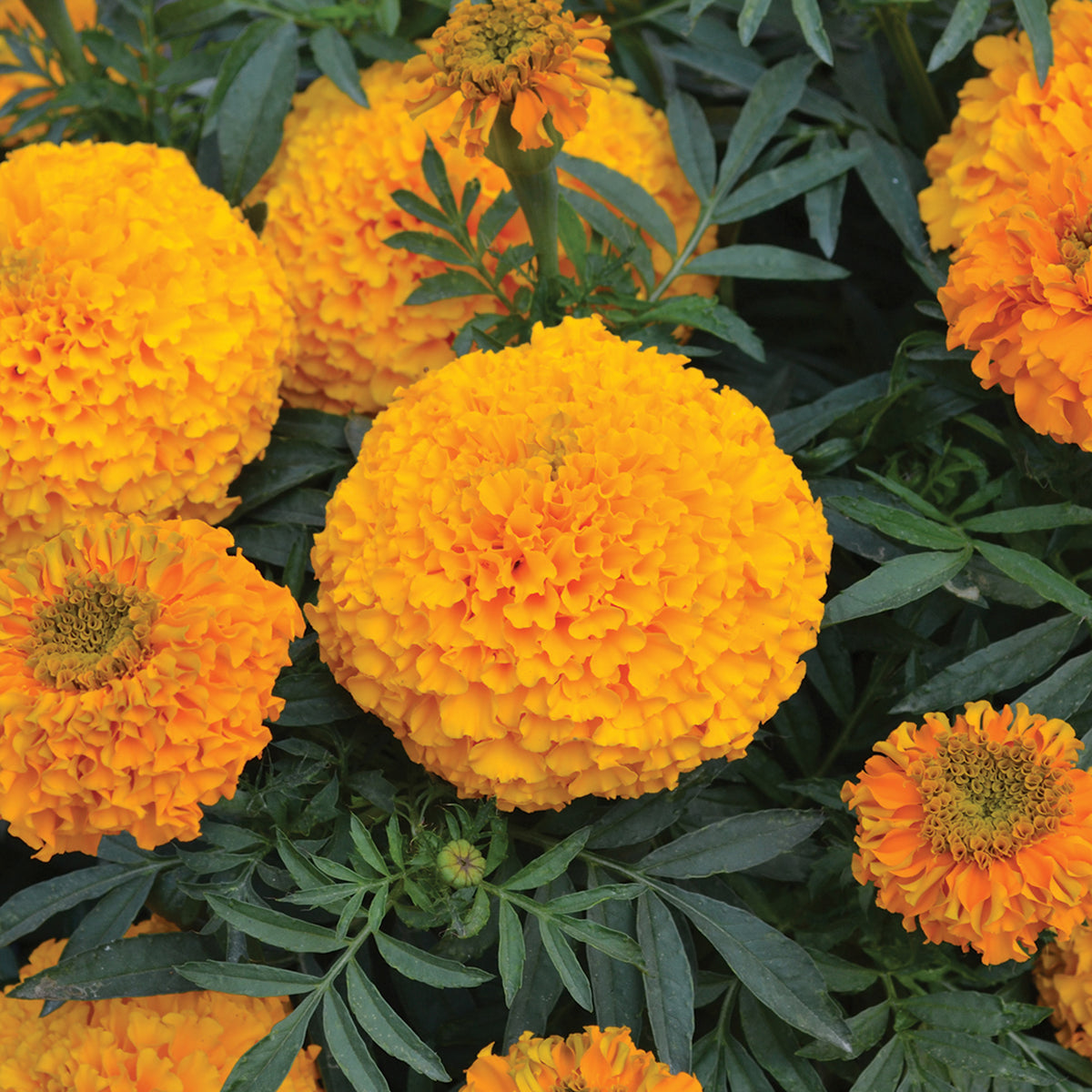 Marigold, Big Duck® Orange Hybrid