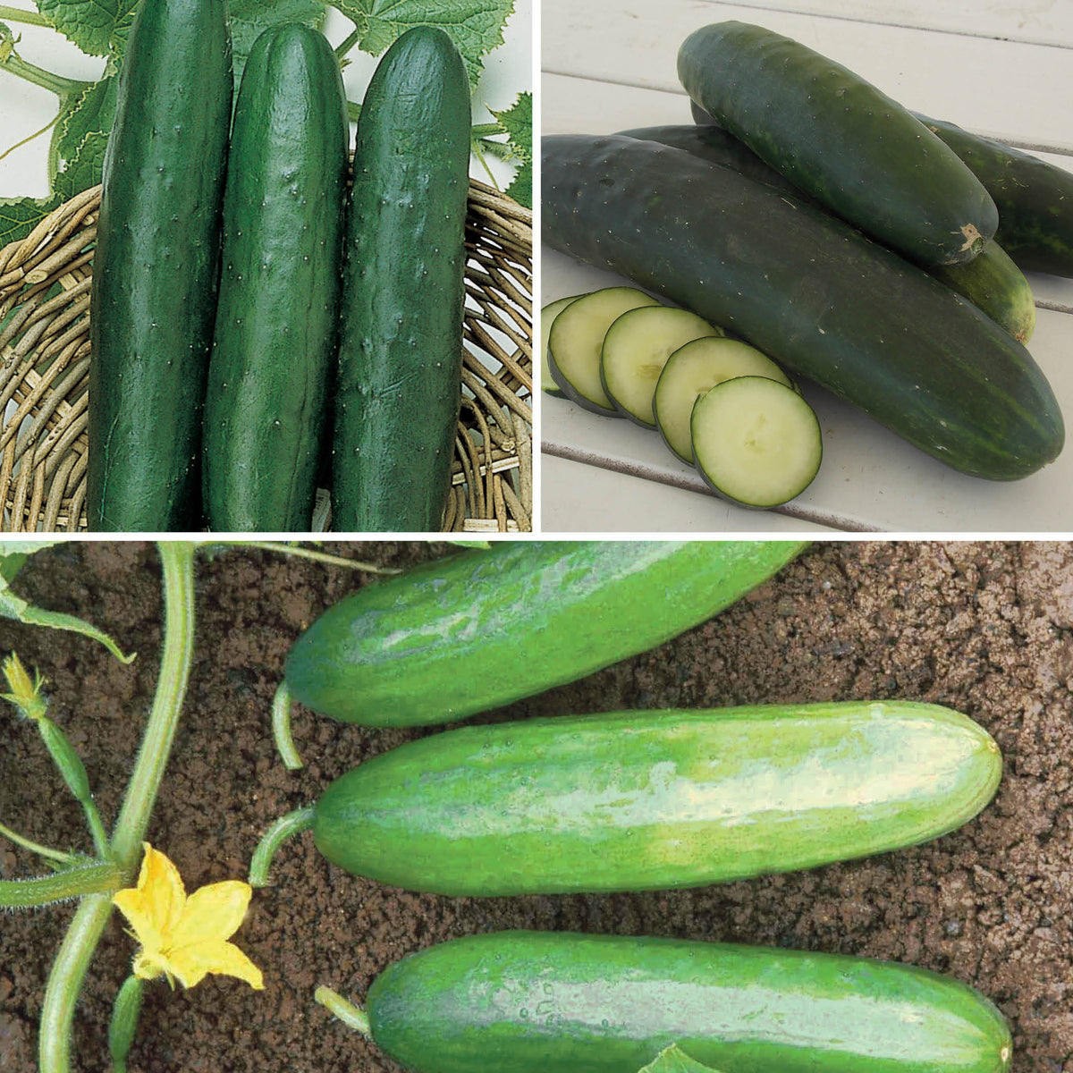 Cucumber, Slicer Sampler
