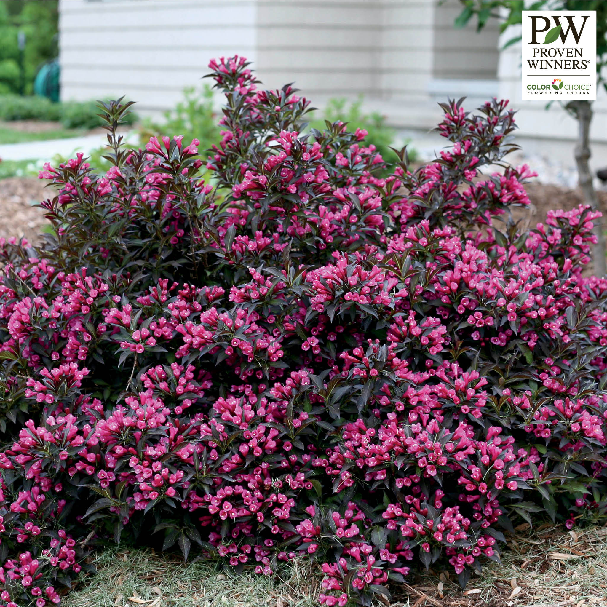 Weigela, Spilled Wine®