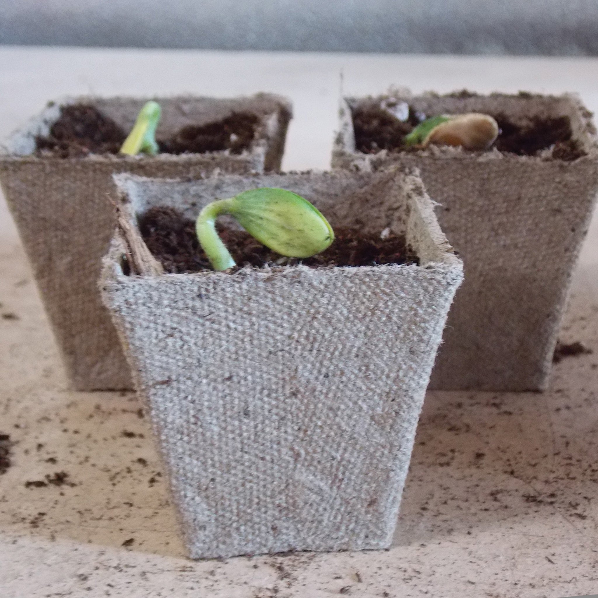 Jiffy® Peat Pots, 2 Inch Square