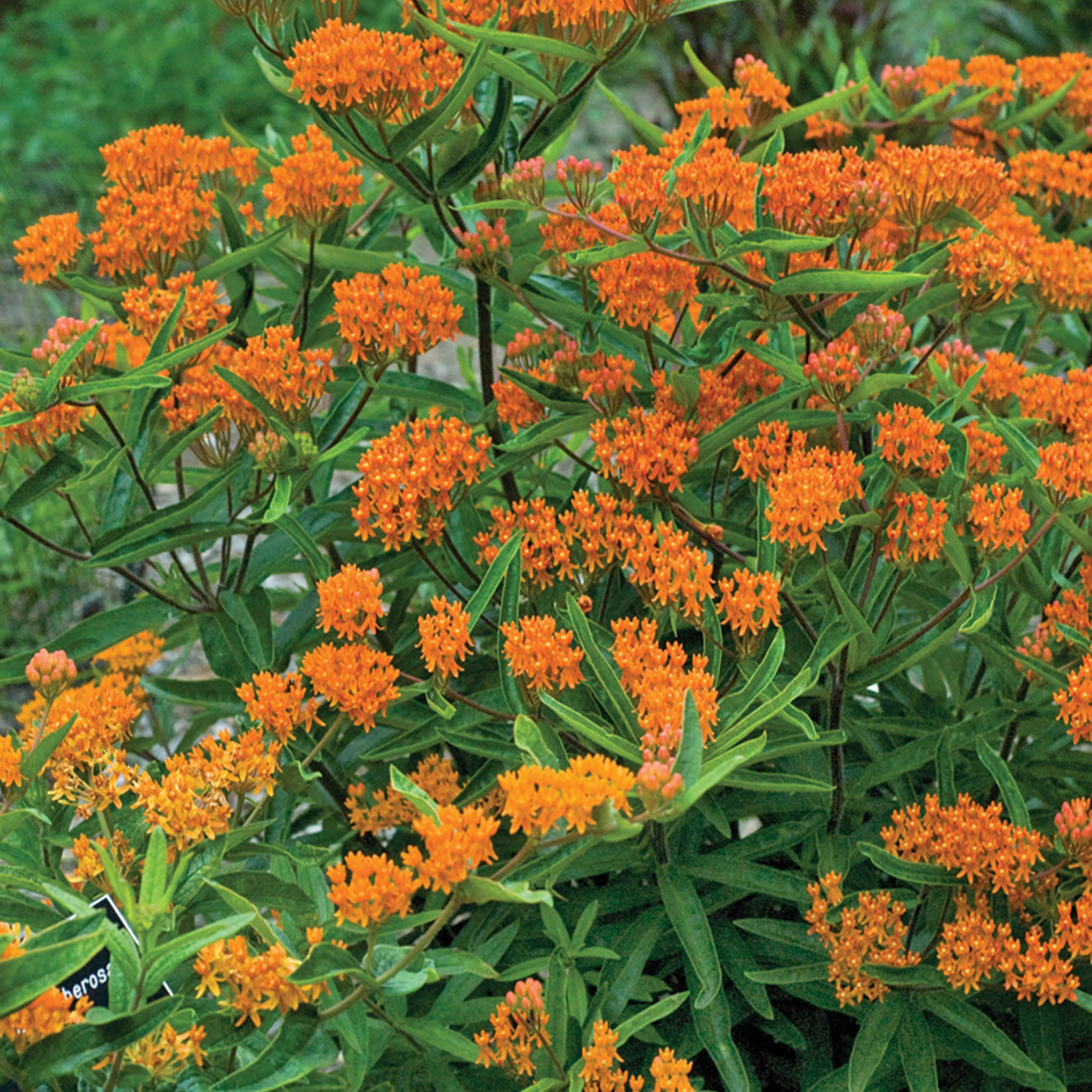 Butterfly Weed, Orange (Asclepias)