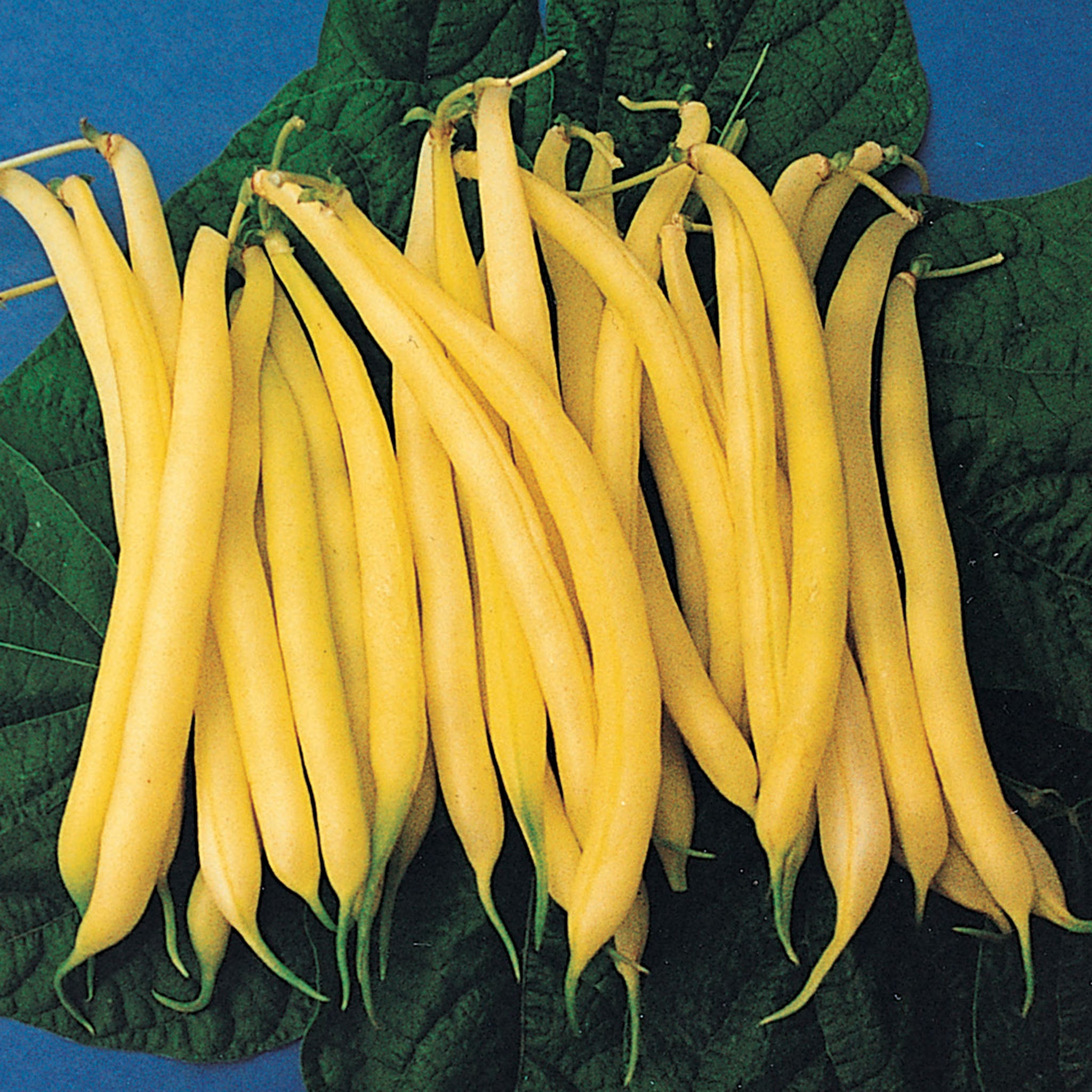 Bean, Bush, Golden Rod