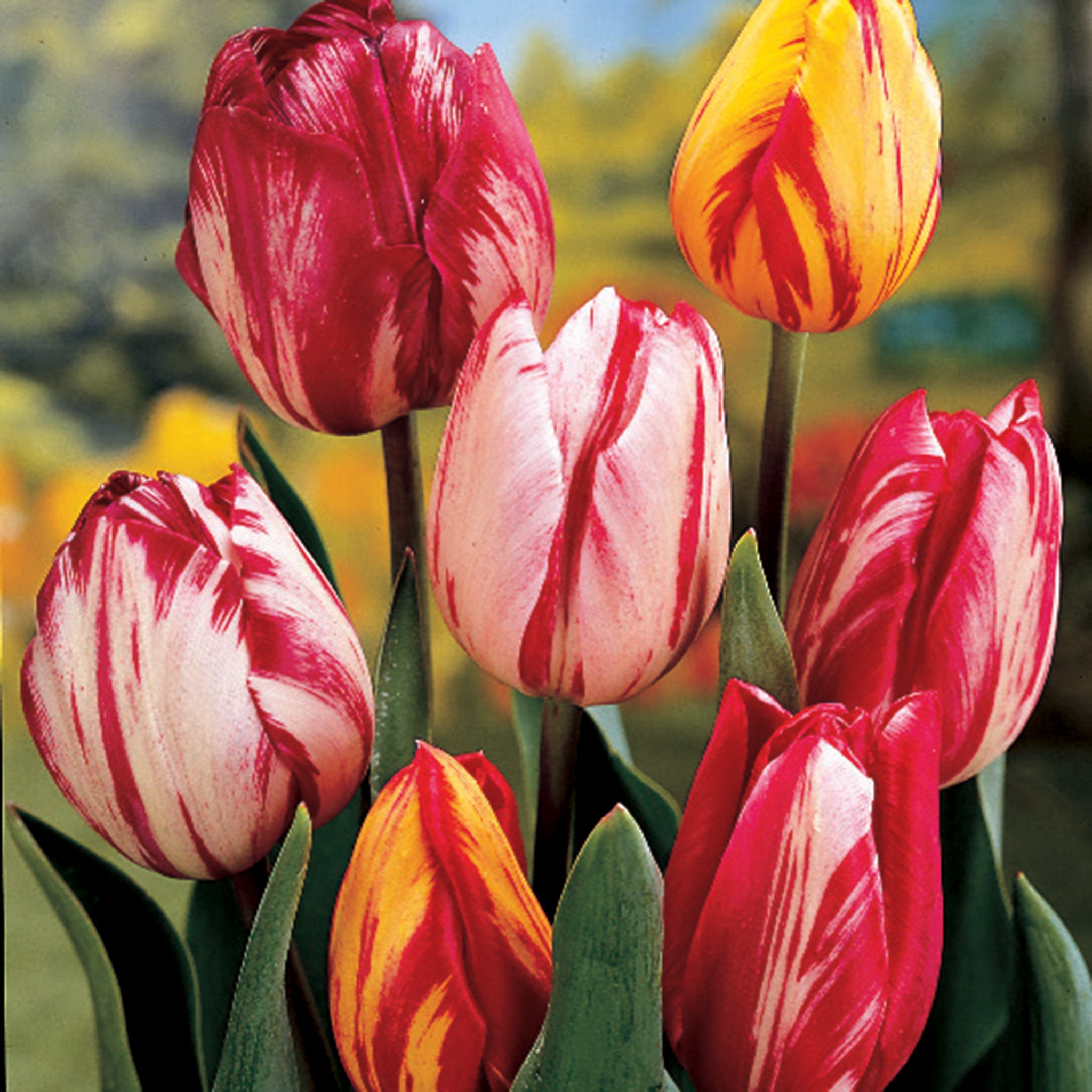 Tulip, Rembrandt Style Mix, 25 Pack
