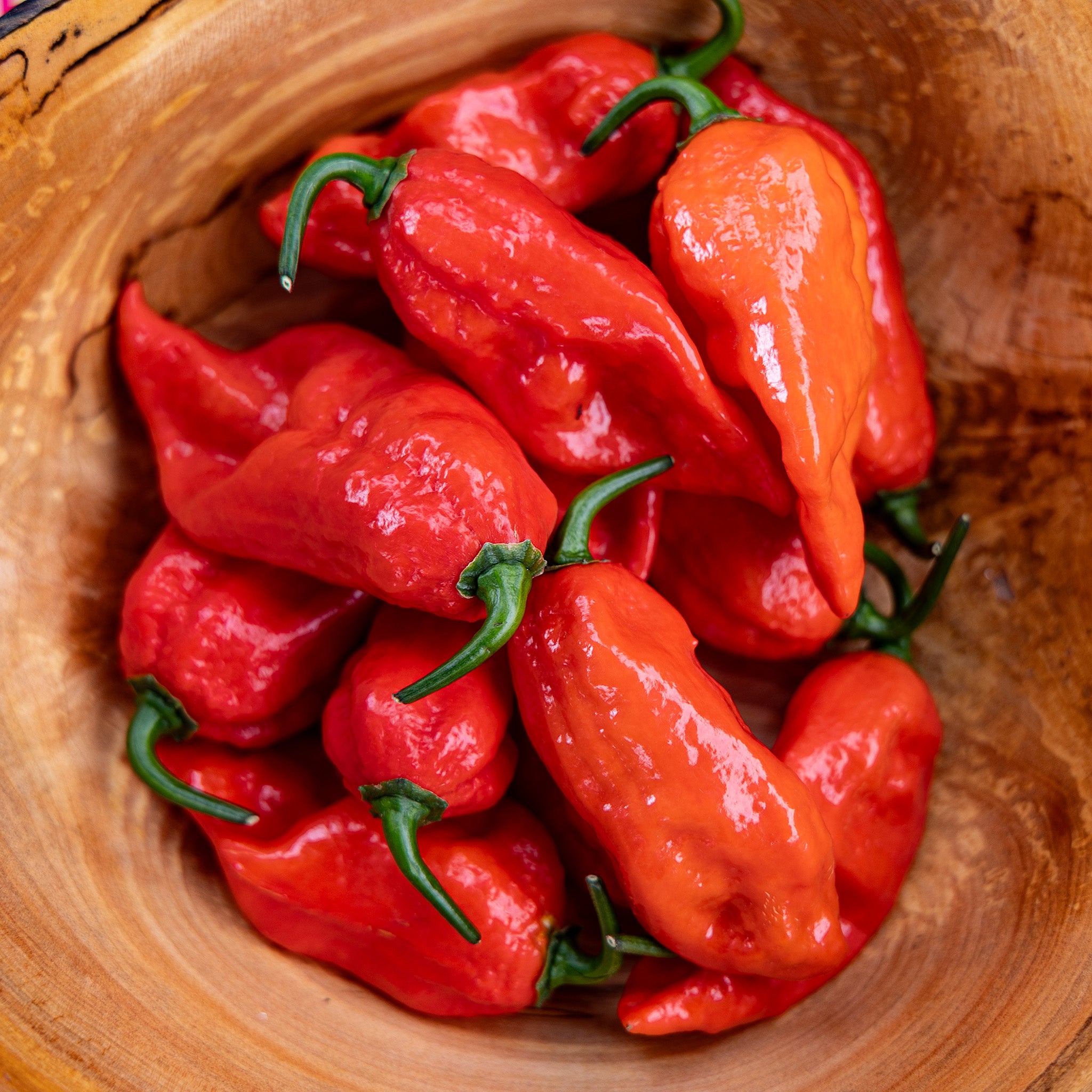 Pepper, Hot, Wicked Ghost Hybrid