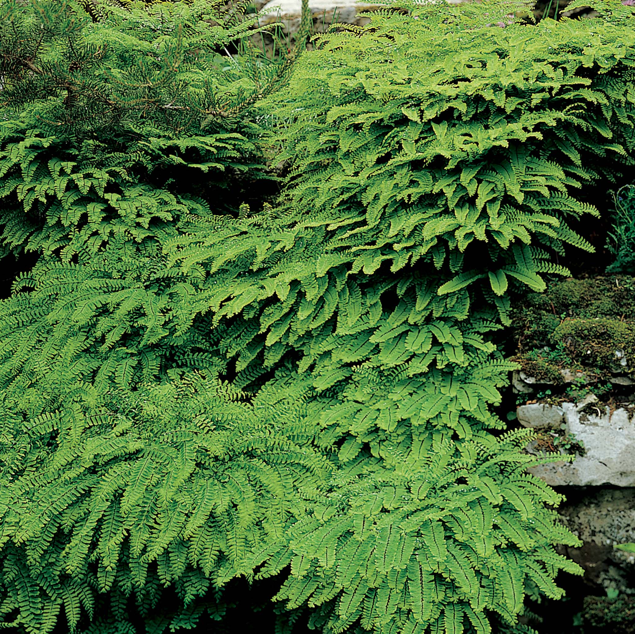 Fern, Maidenhair