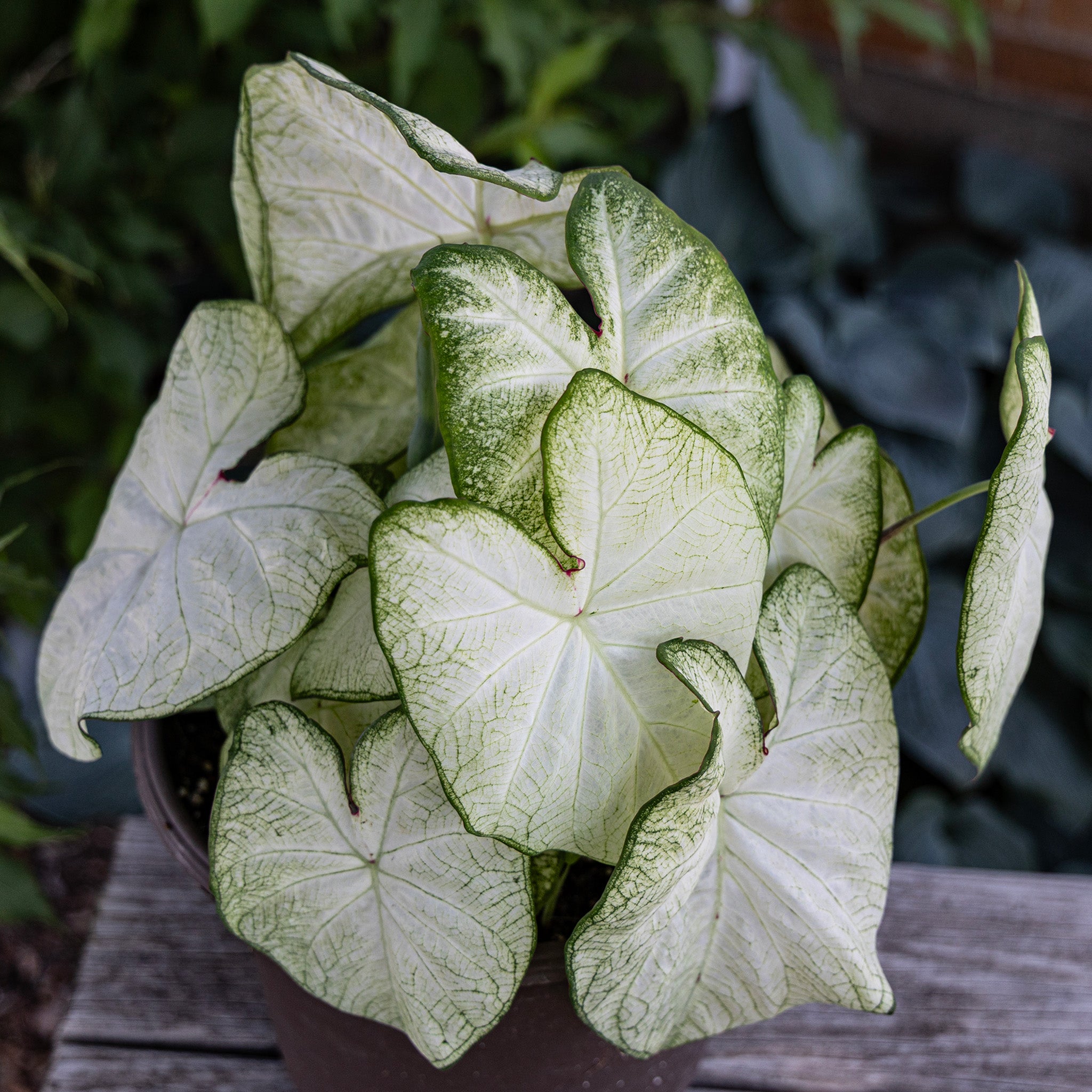 Caladium, Moonlight, Pack of 3