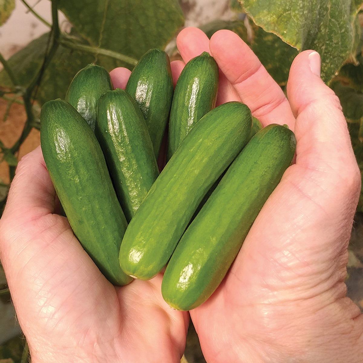 Cucumber, Mini-Me Hybrid