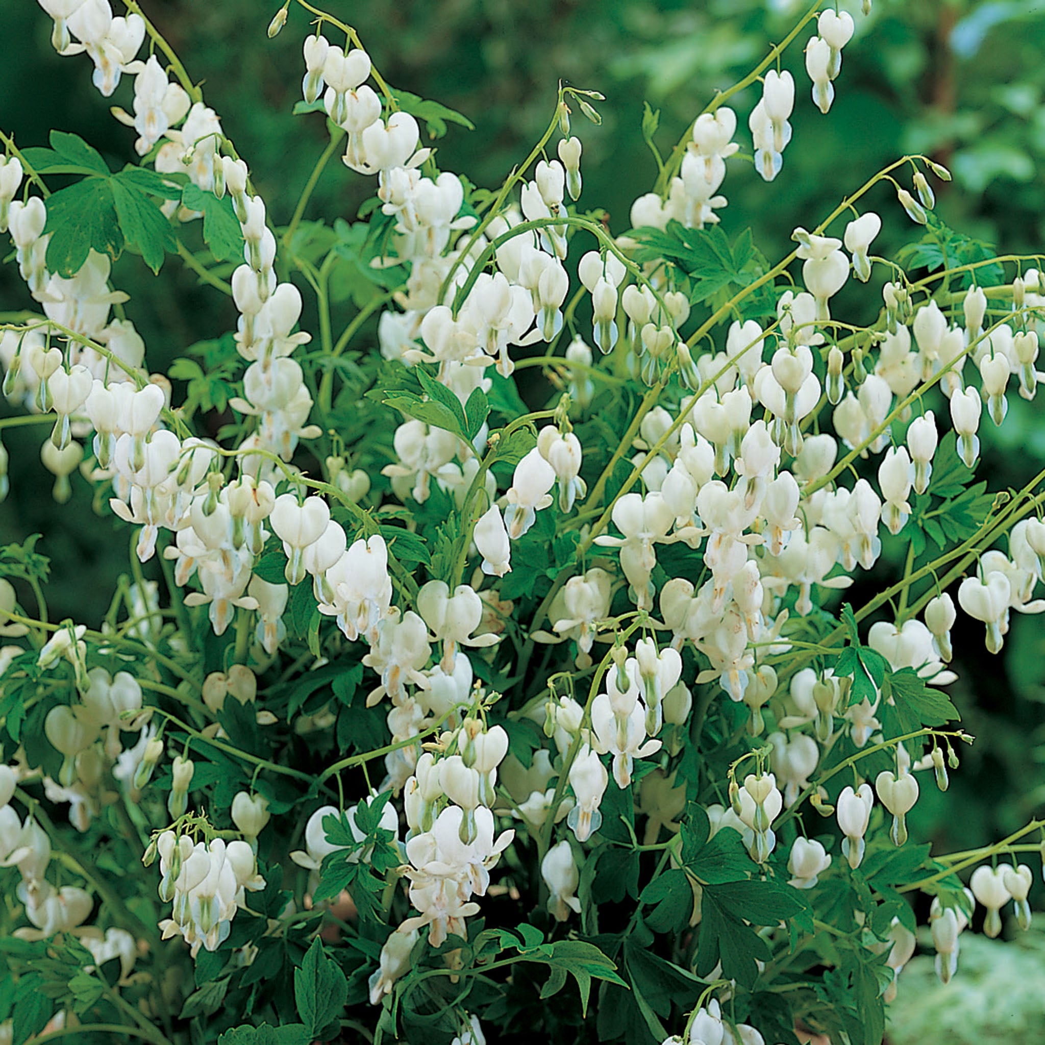 Bleeding Heart, Giant White