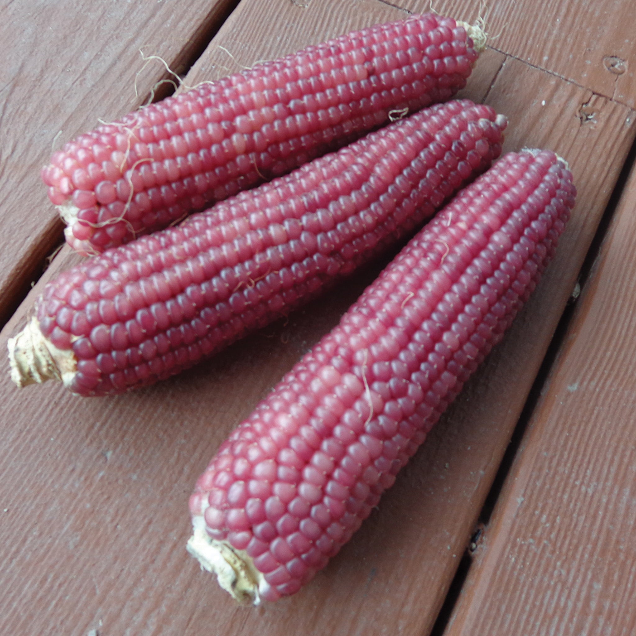 Popcorn, Early Pink