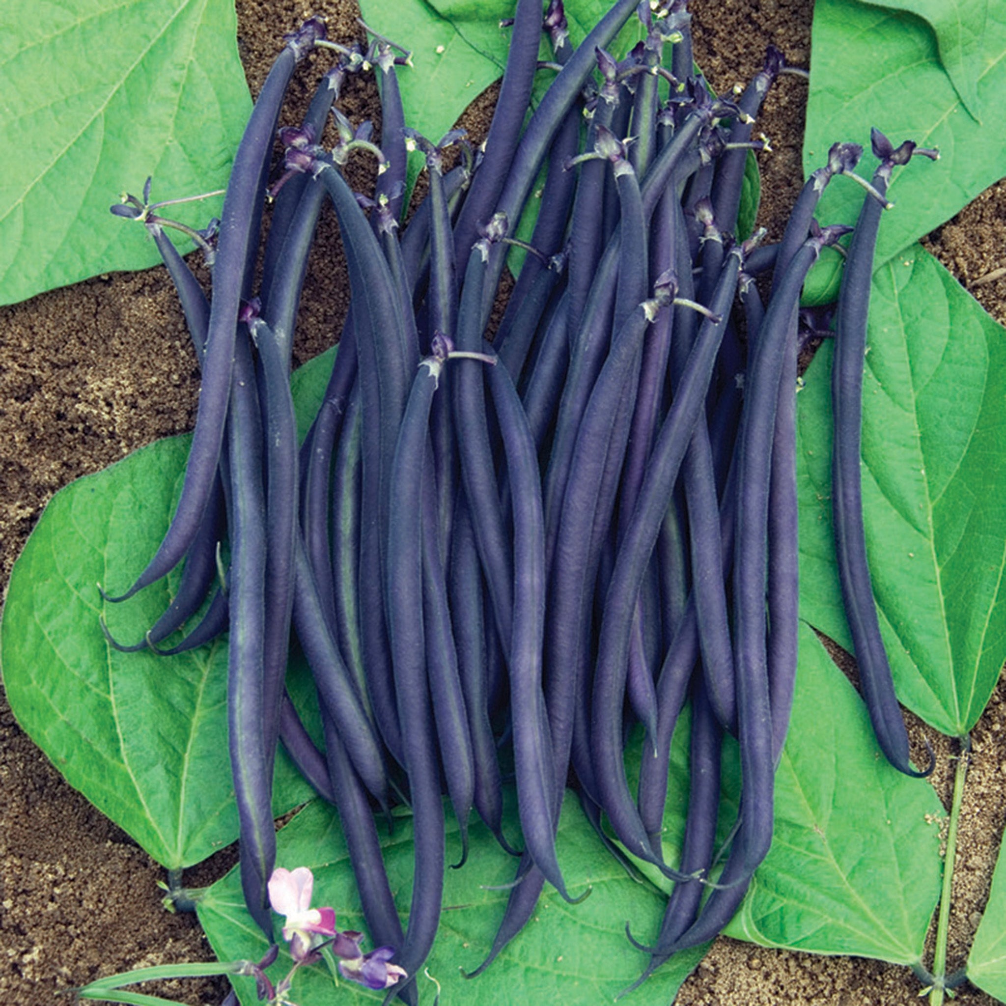 Bean, Bush, Velour