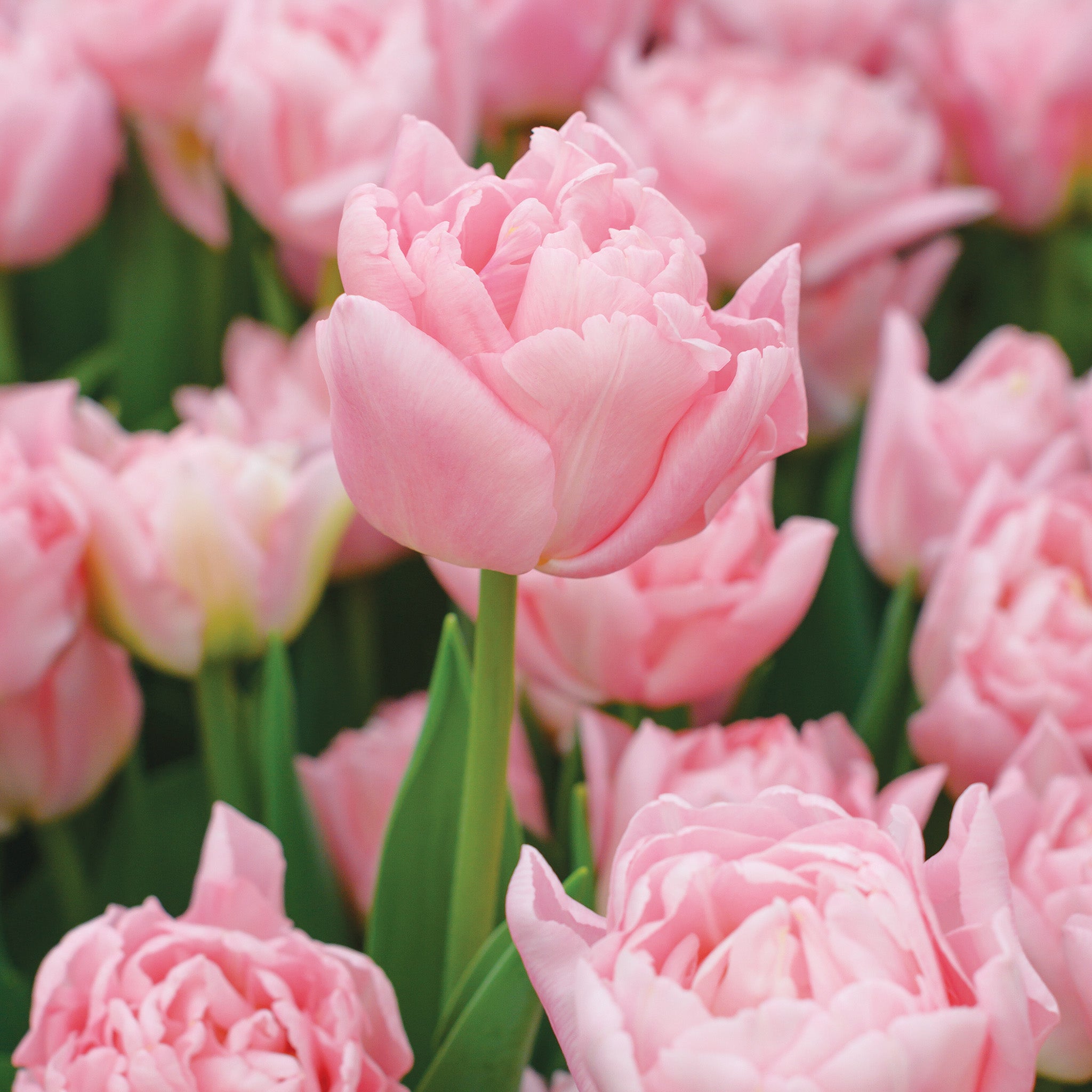 Tulip, Dreamer, 10 Pack