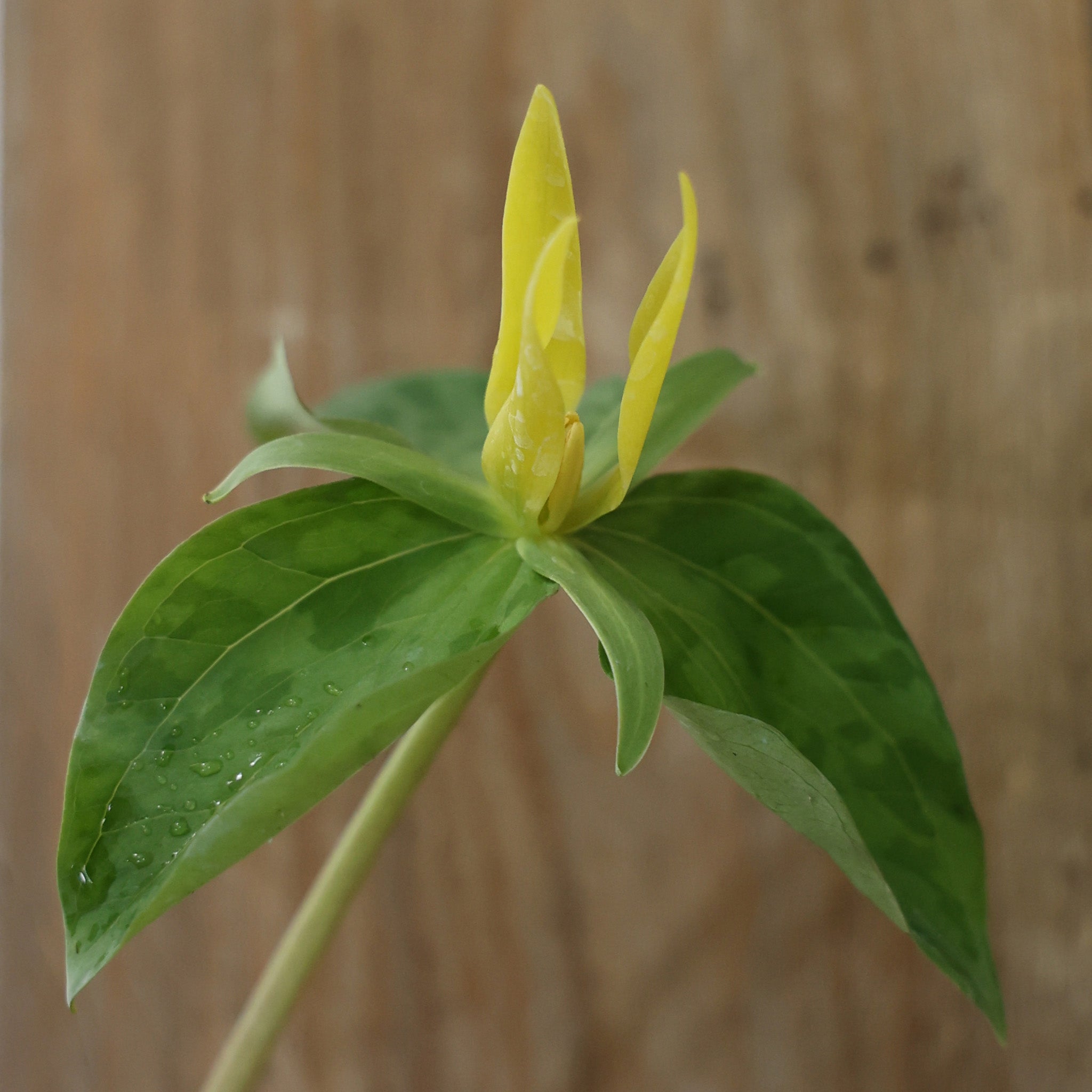 Wildflower, Yellow Trillium