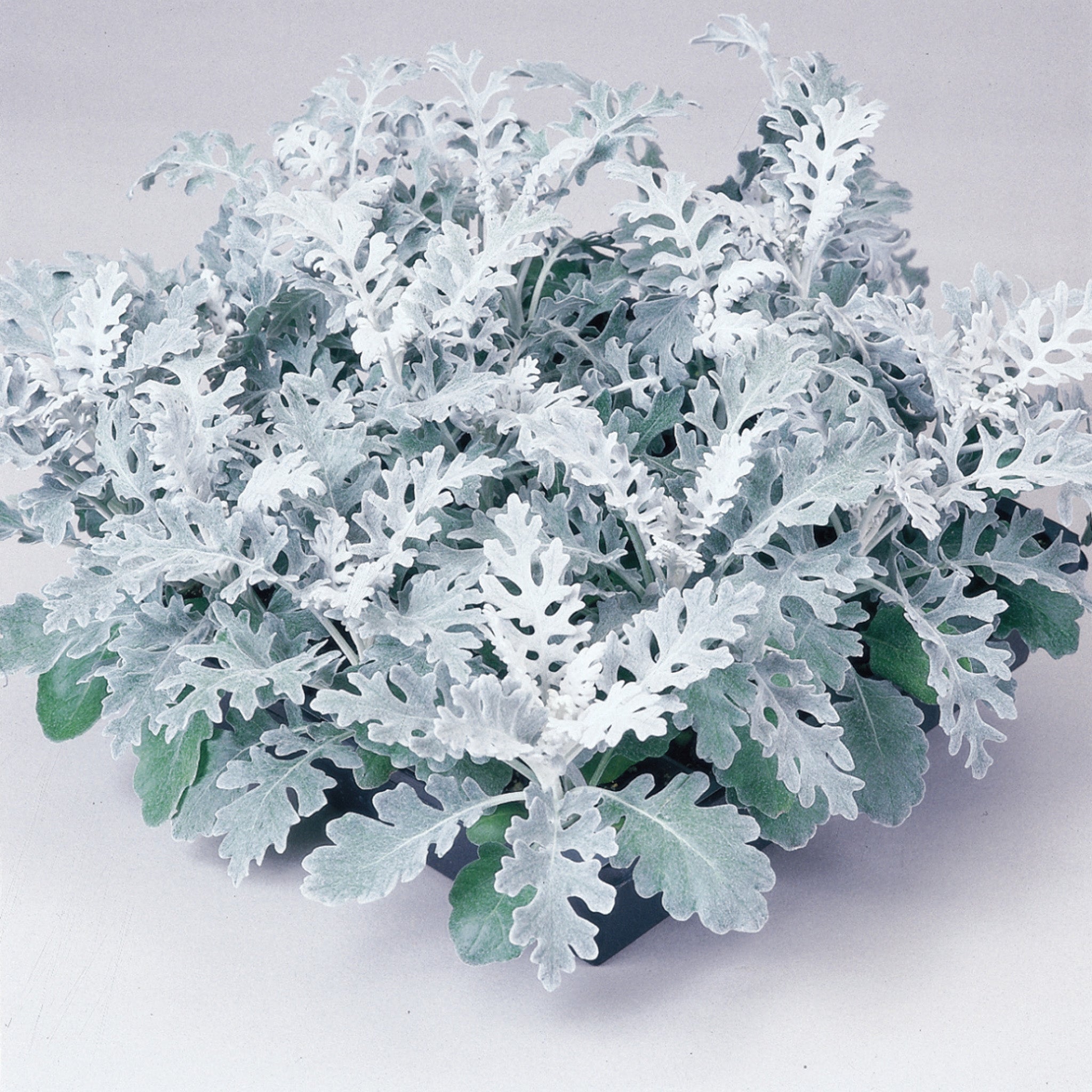 Dusty Miller, Silver Dust
