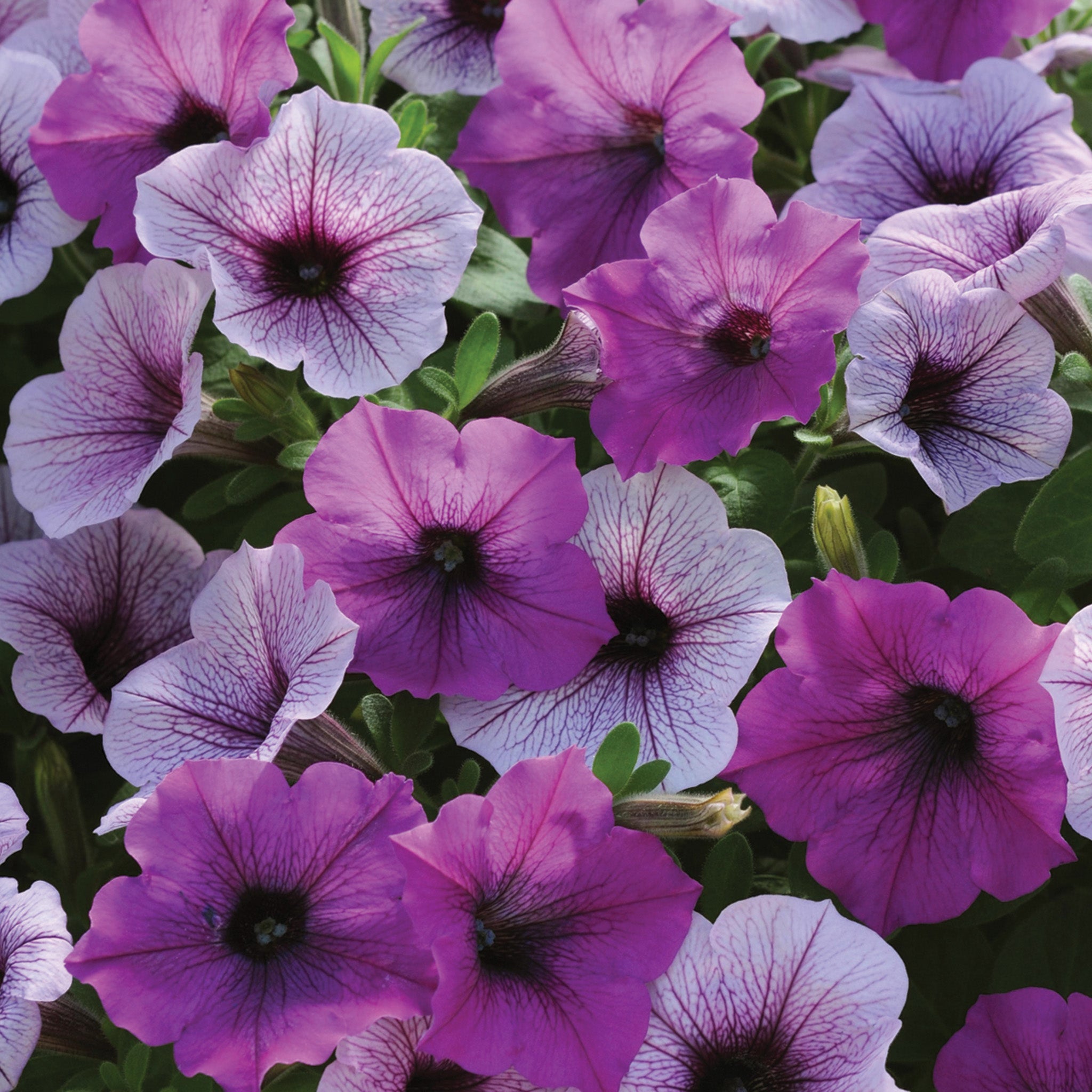 Petunia, Easy Wave® Plum Pudding Mix Hybrid
