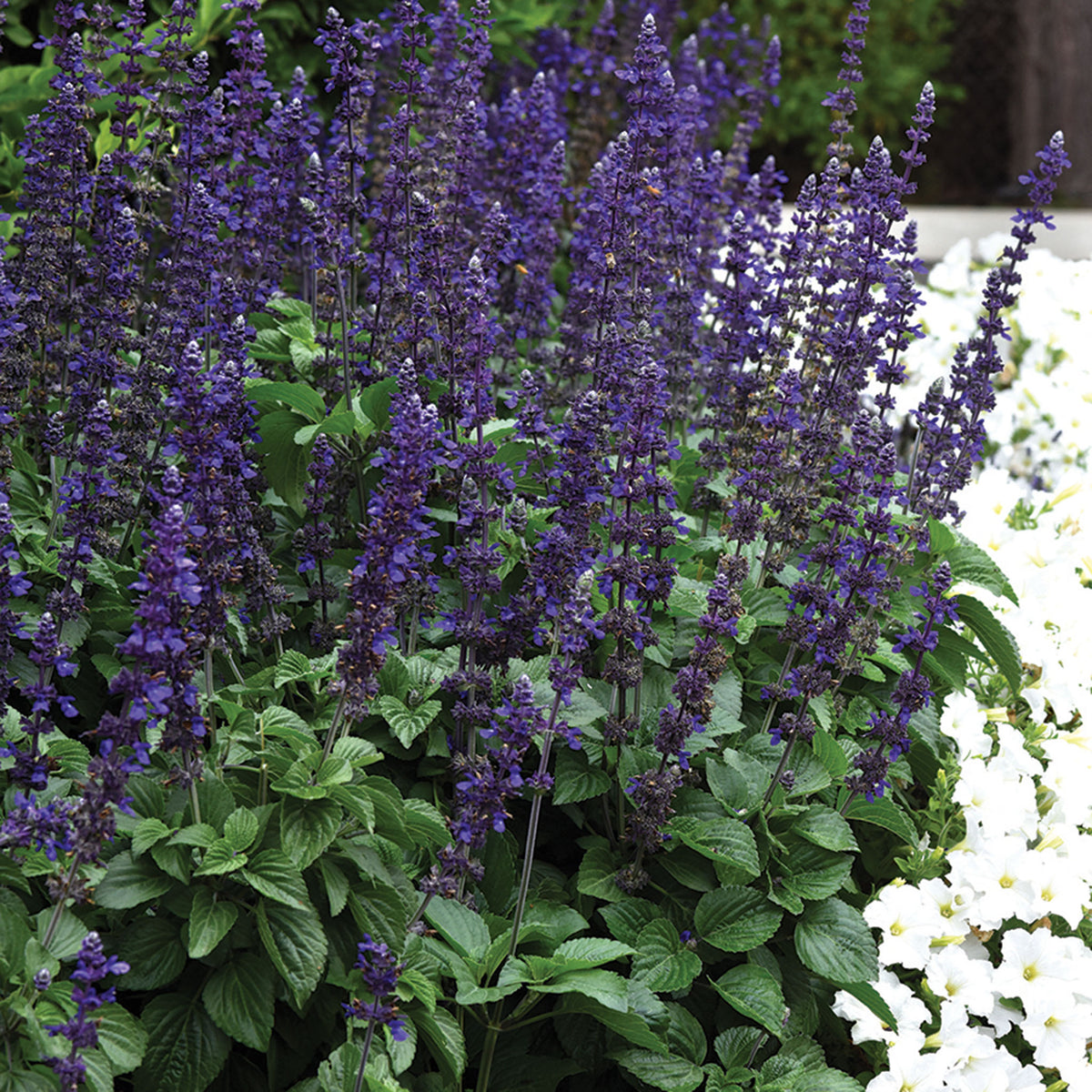 Salvia, Big Blue Hybrid