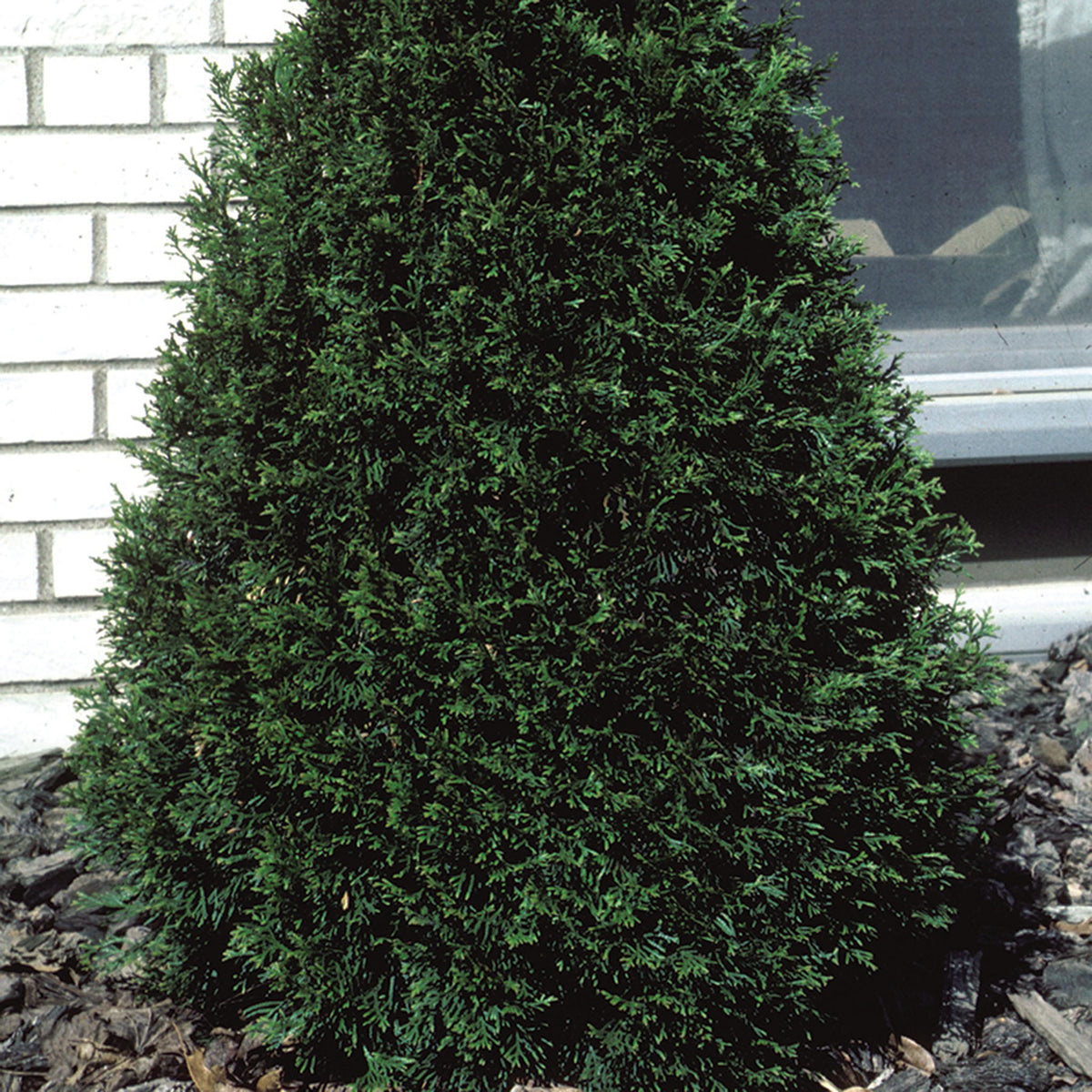 Arborvitae, Emerald