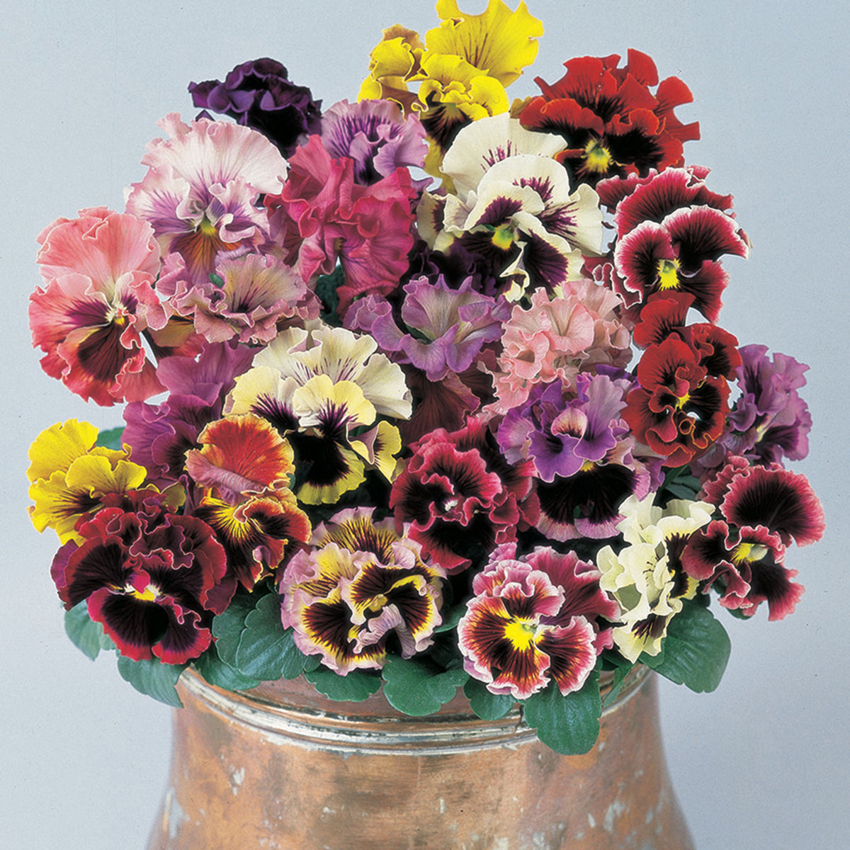 Pansy, Can-Can Mix Hybrid