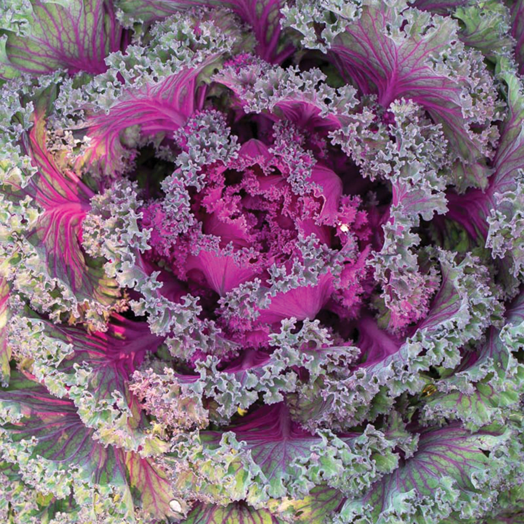 Kale, Rainbow Candy Crush Hybrid