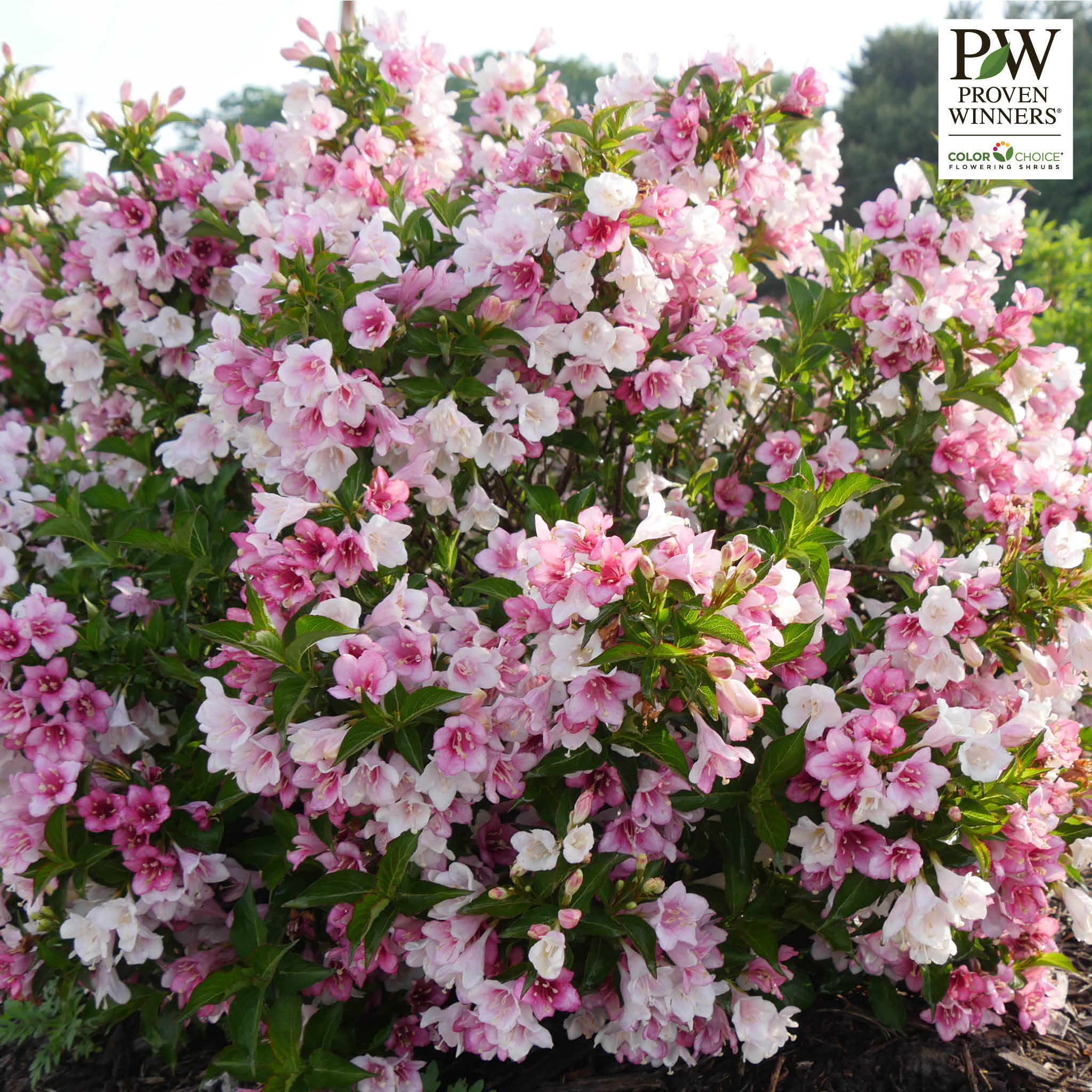 Weigela, Czechmark Trilogy®