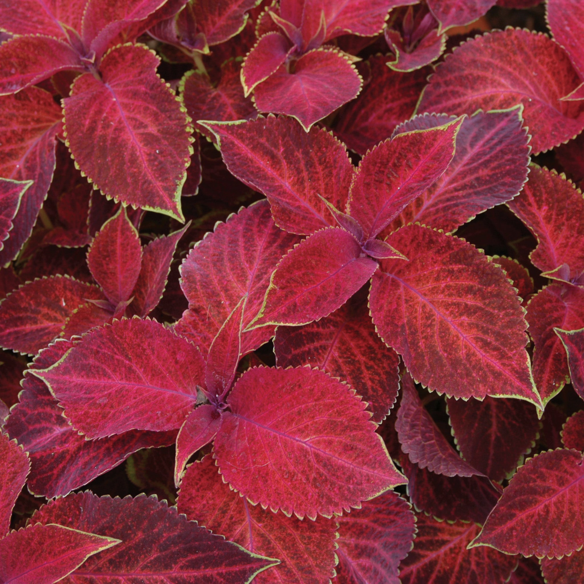 Coleus, Red Velvet