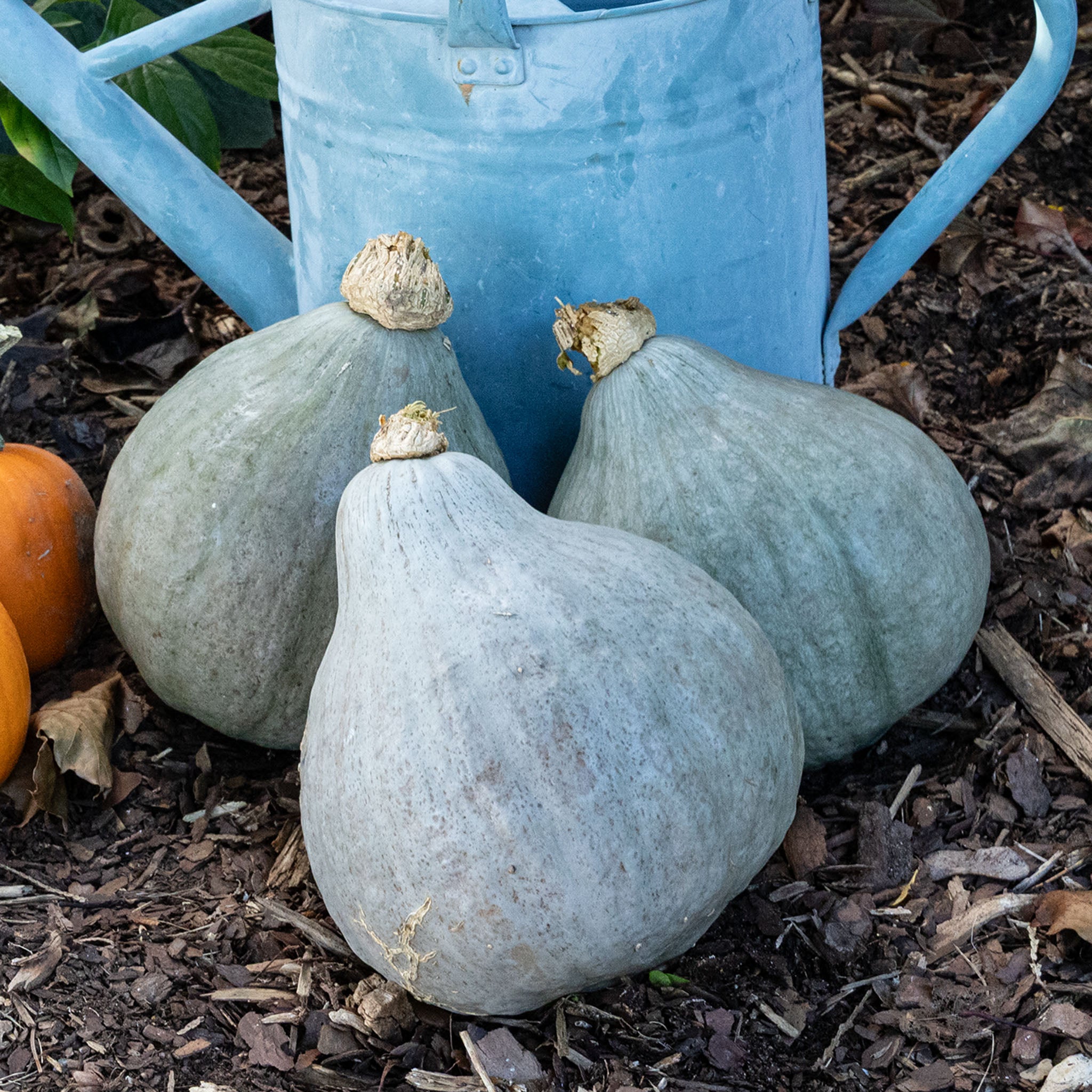 Squash, Winter, Baby Blue Hubbard