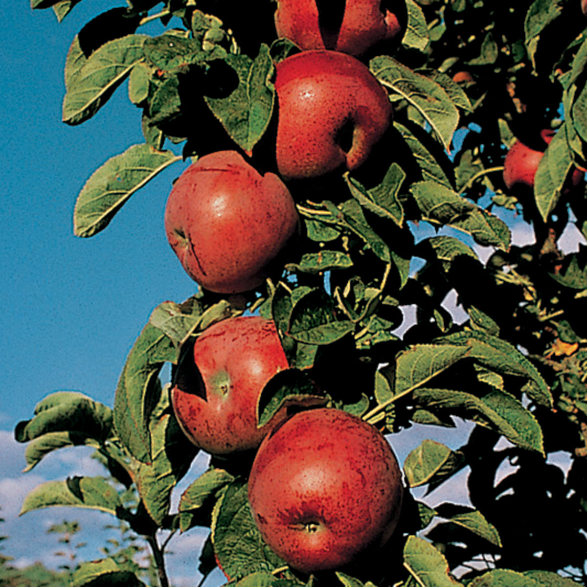 Apple, Columnar, Northpole™