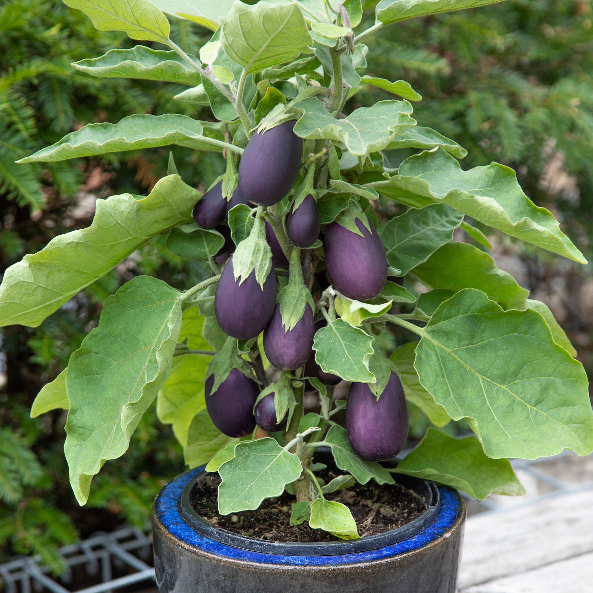 Eggplant, Baby Jack Hybrid