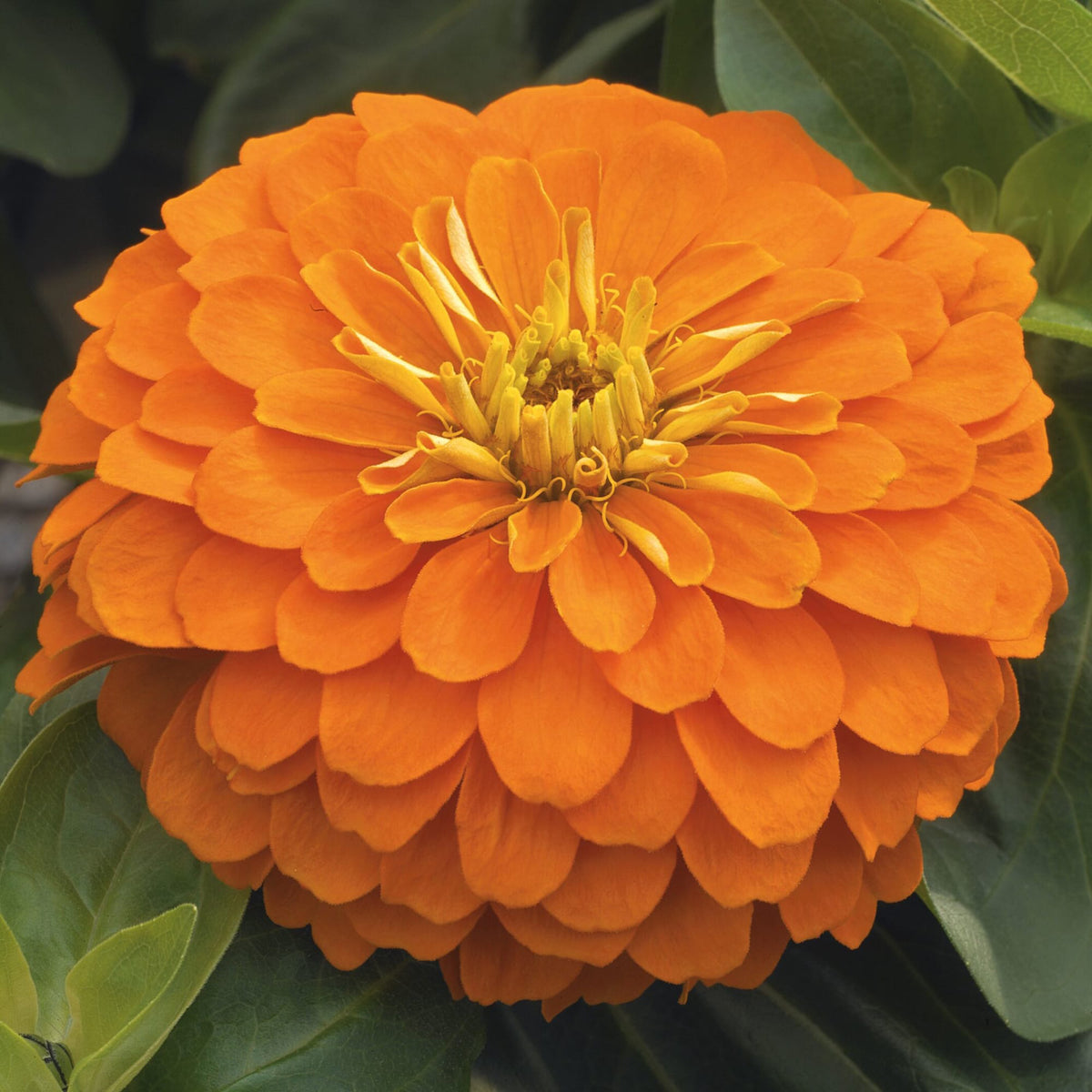 Zinnia,  Magellan™ Orange