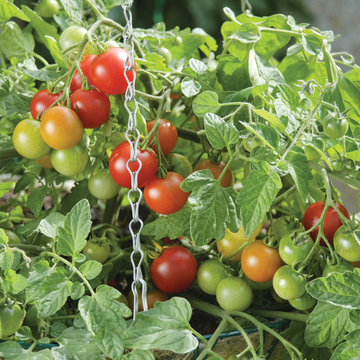 Tomato, Terenzo Hybrid