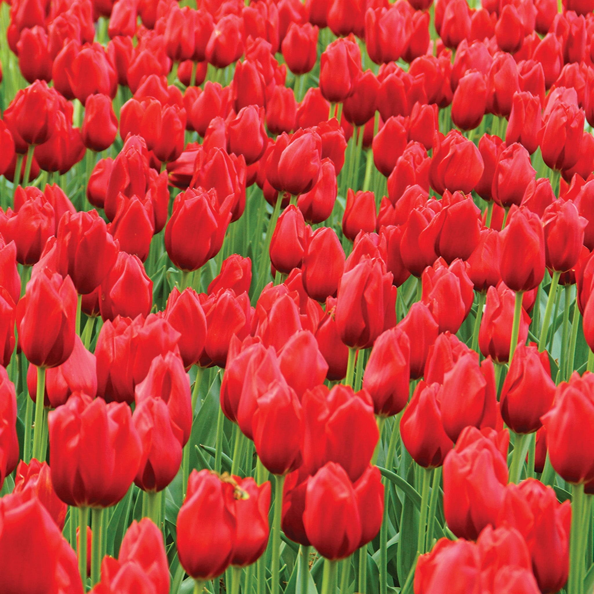 Tulip, Kingsblood, 10 Pack
