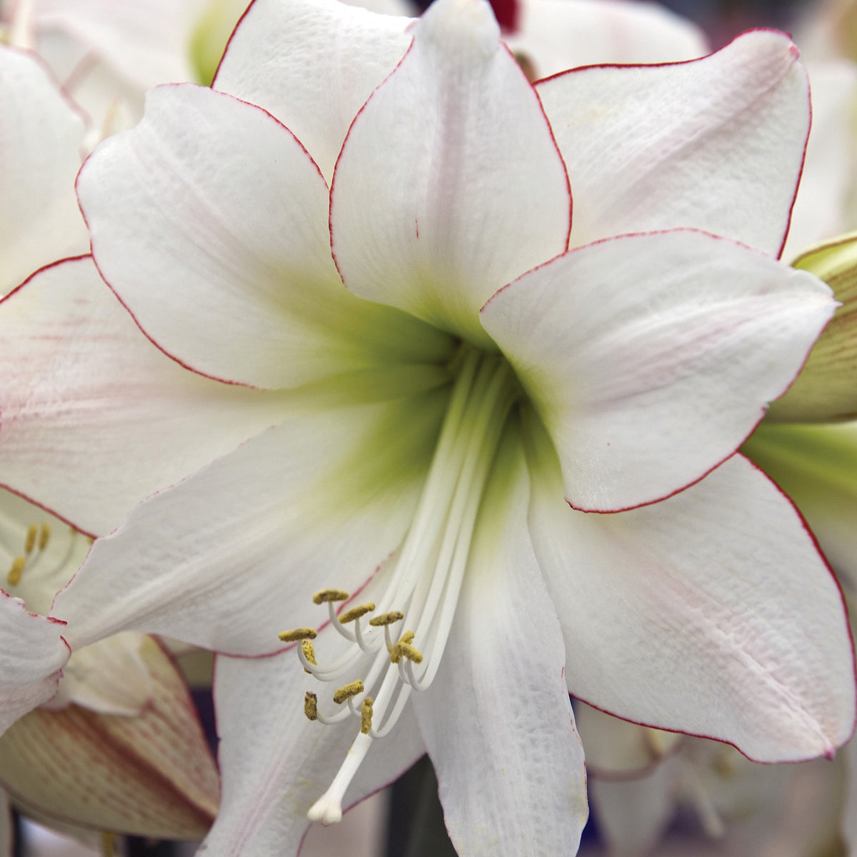 Amaryllis, Picotee