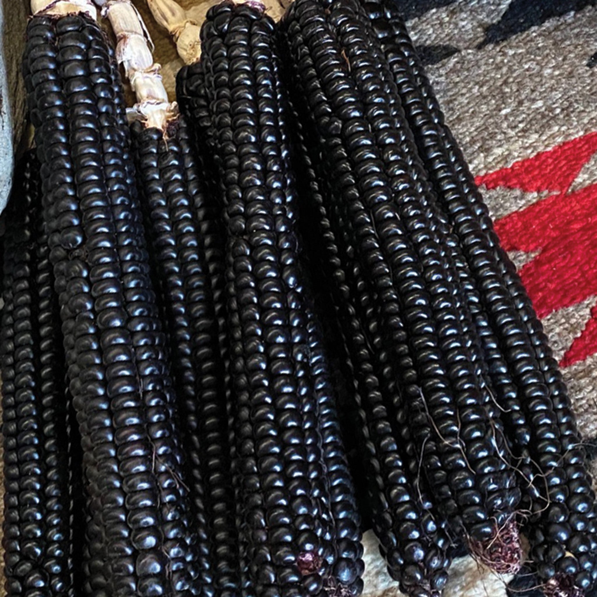 Corn, Ornamental, Montana Morado Maize