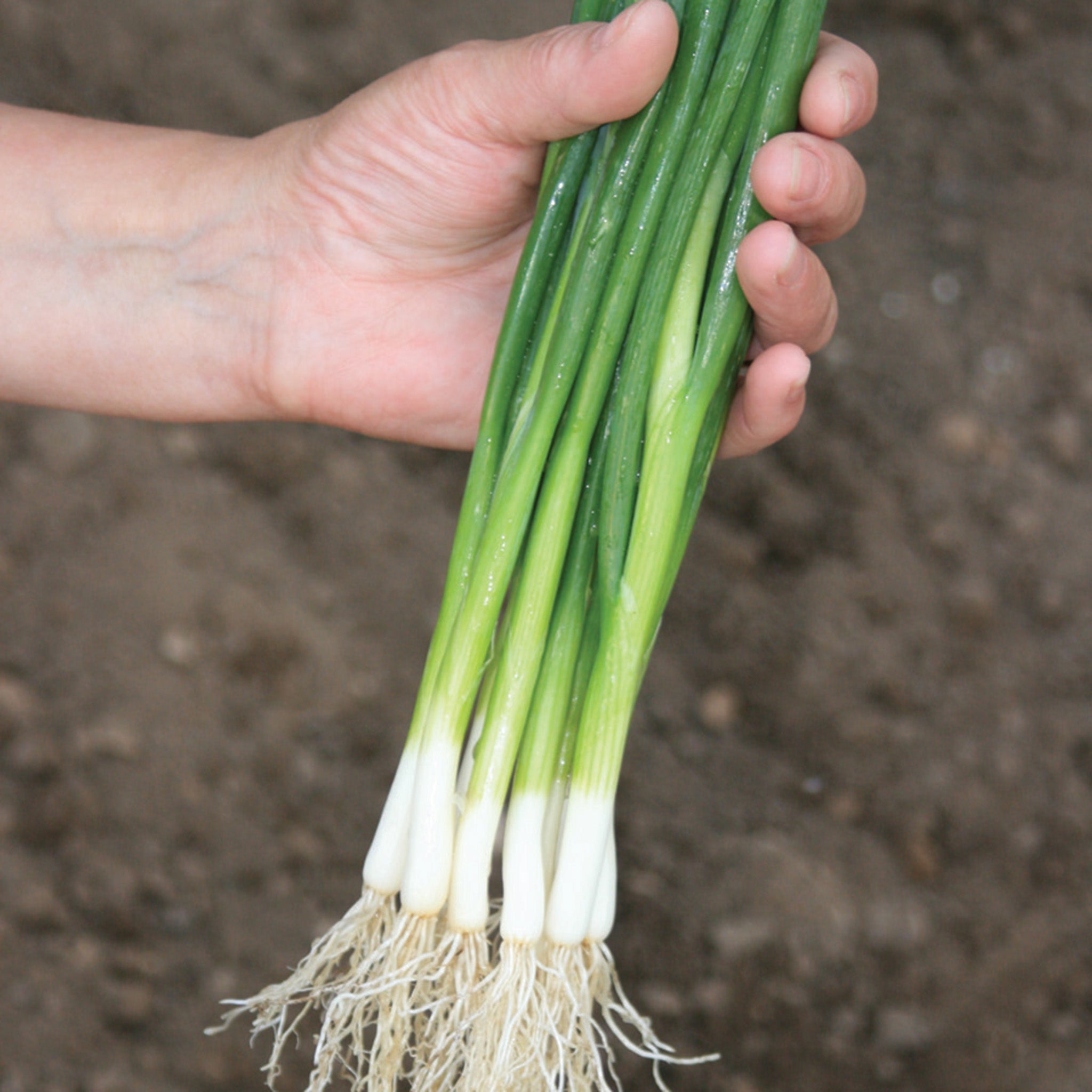 Bunching Onion, Guardsman